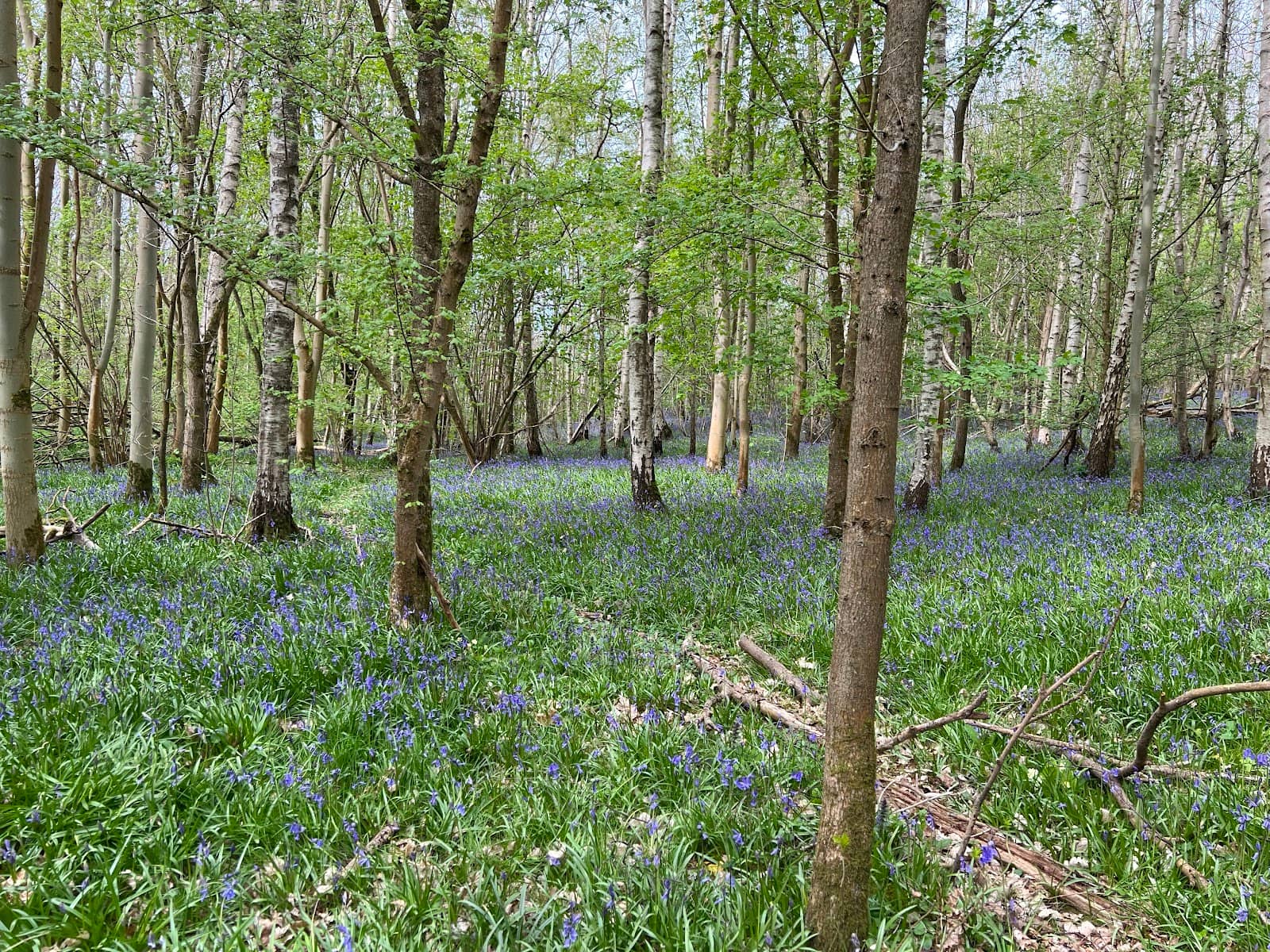 Tranquil Trekking Paths