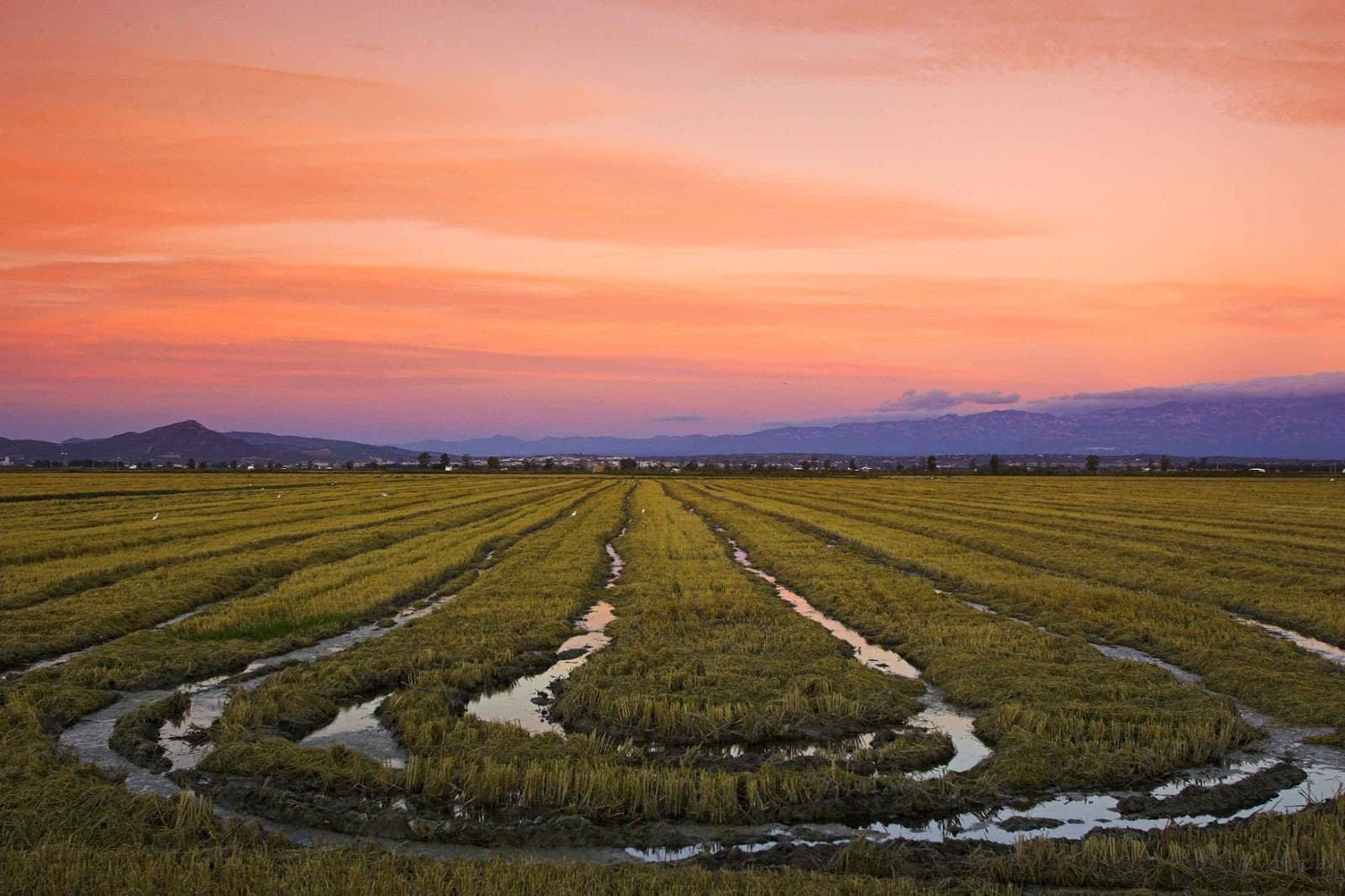 Ebro Delta Natural Park - Image 1