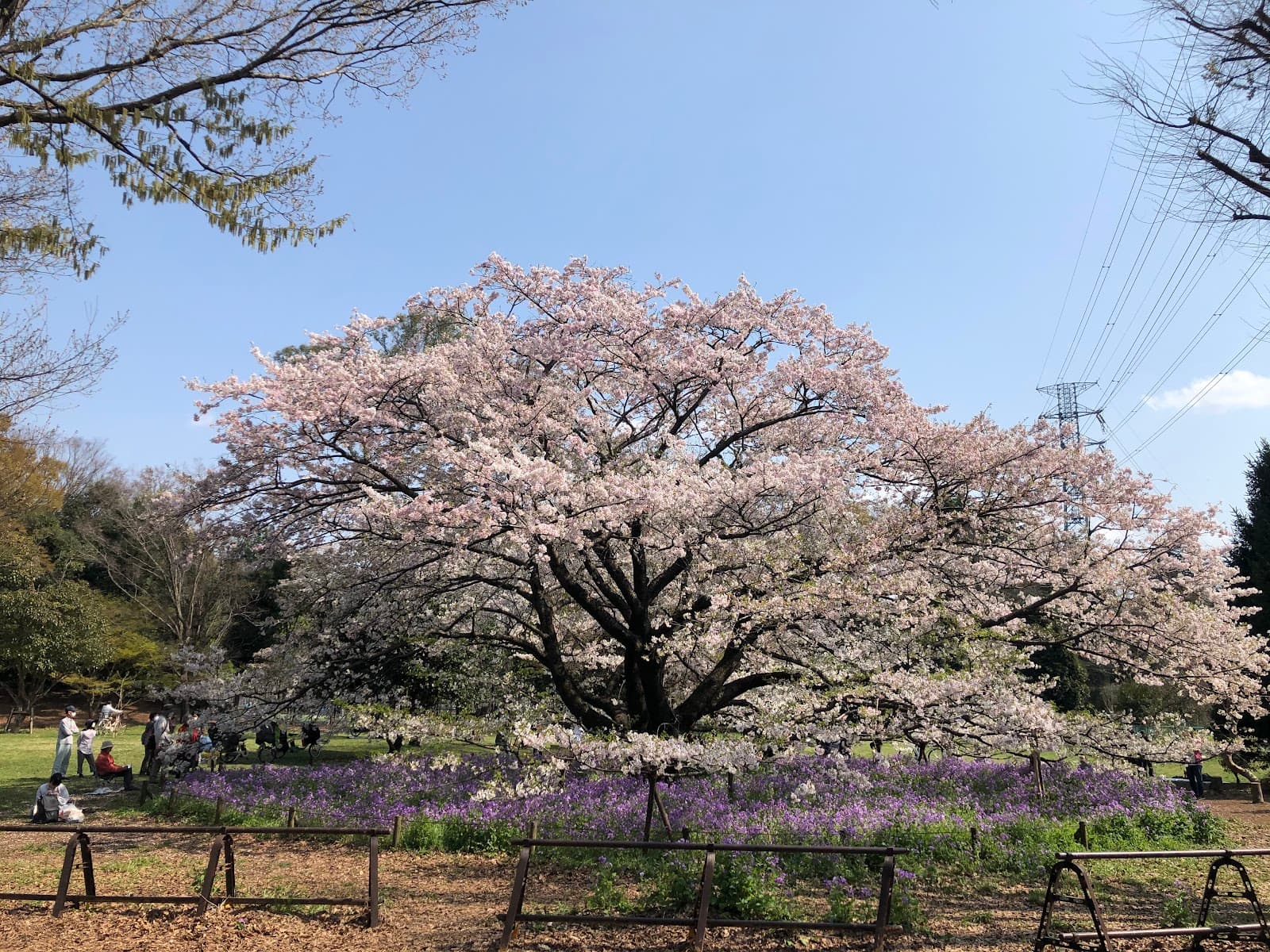 Koganei Park Barbecue Field - Image 1