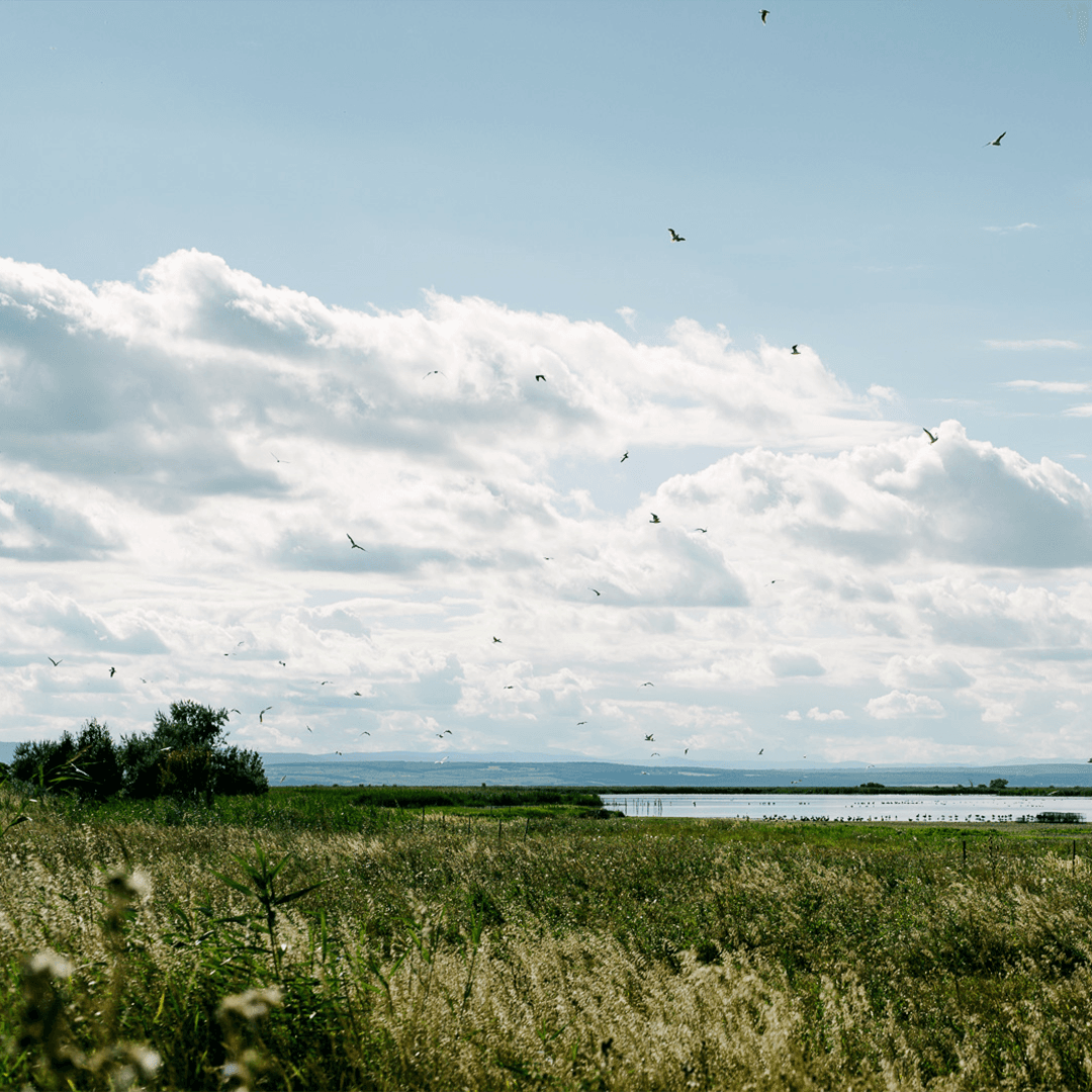 Neusiedler See-Seewinkel National Park - Image 1