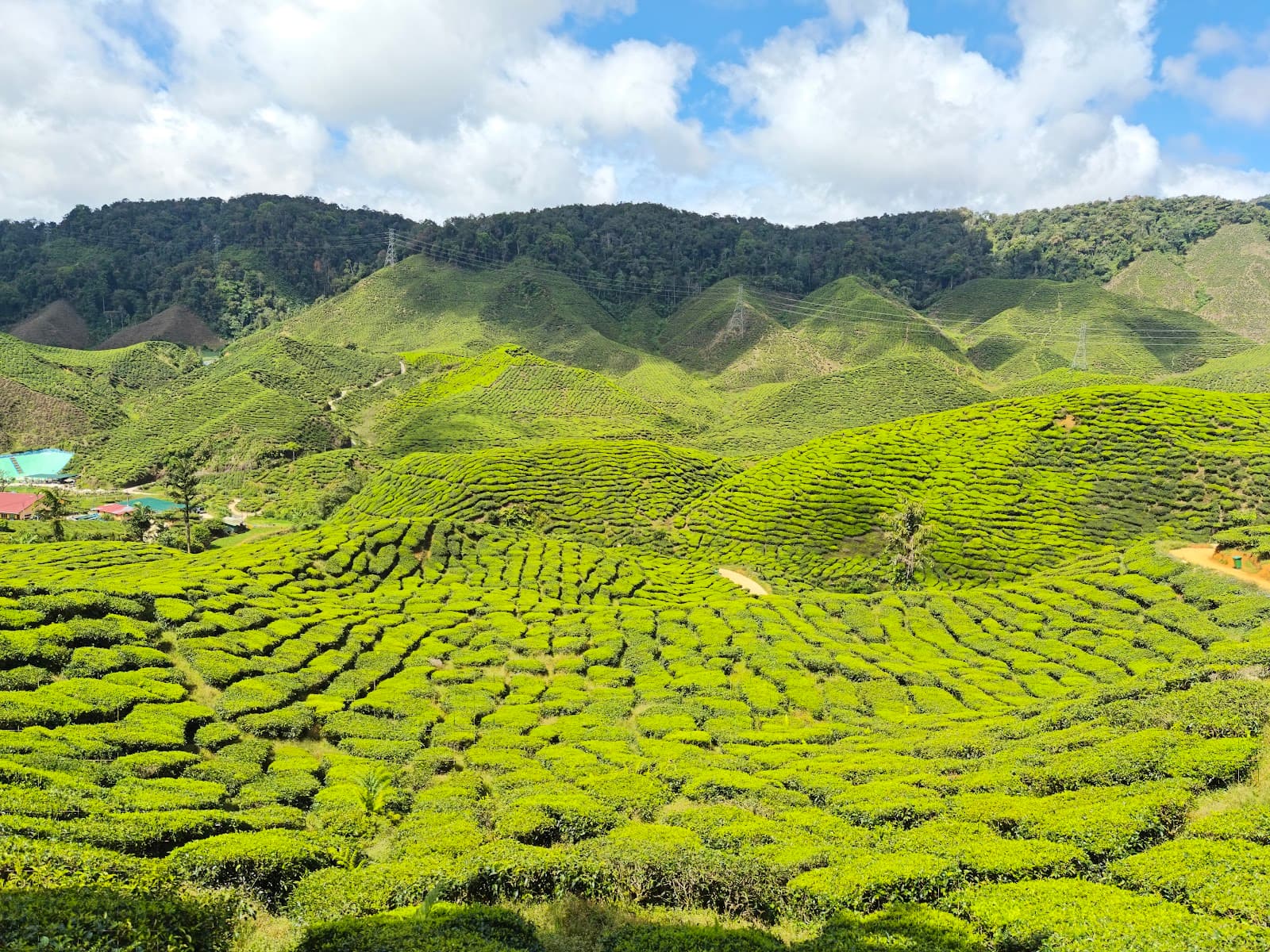 Blue Valley Tea Plantations Viewpoint - Image 1