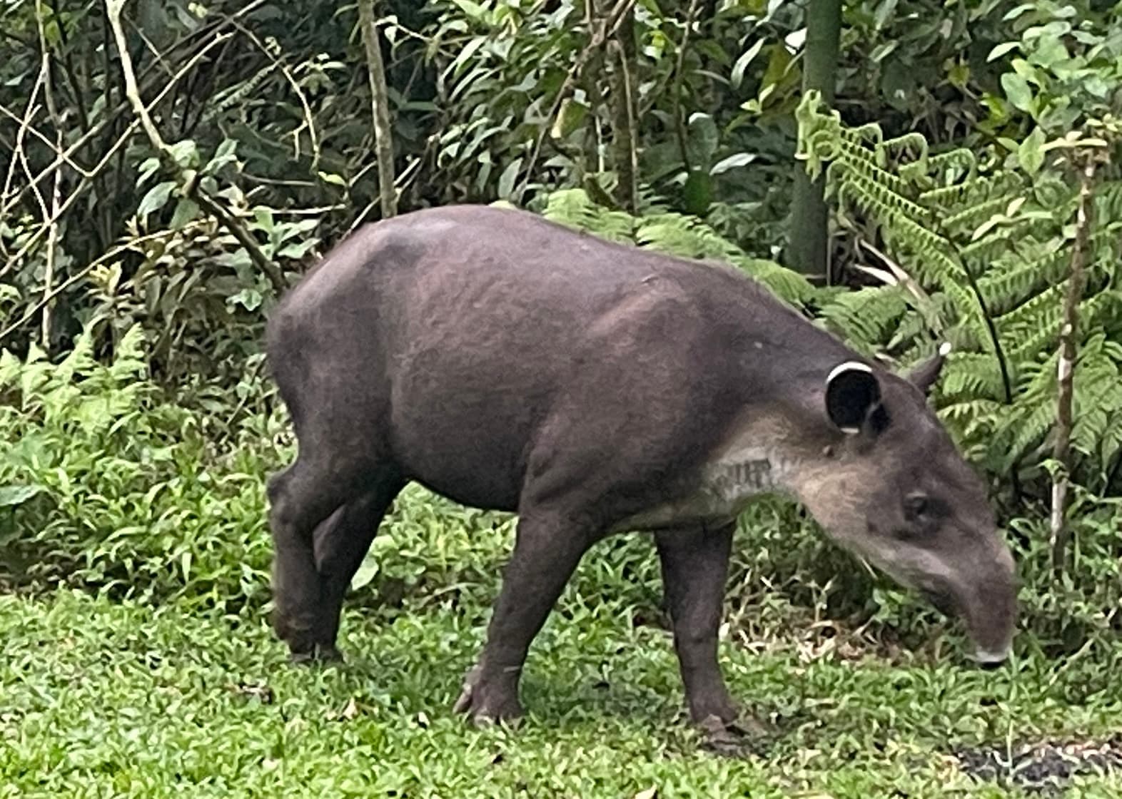 Tapir Valley Nature Reserve - Image 1