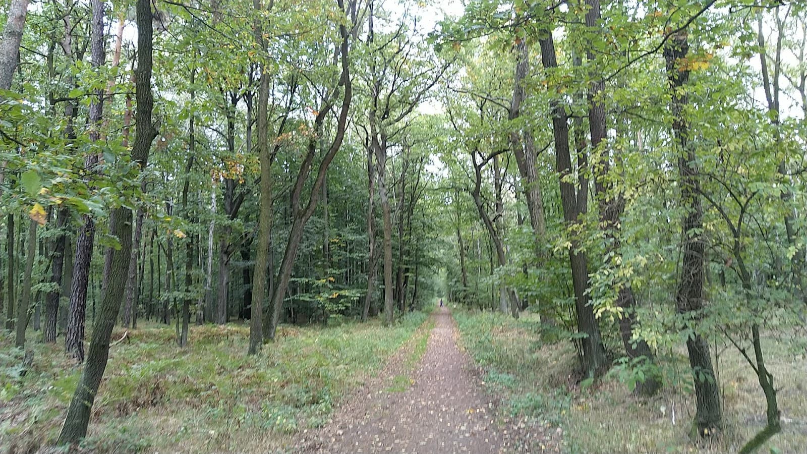 Łabędzki Forest - Image 1