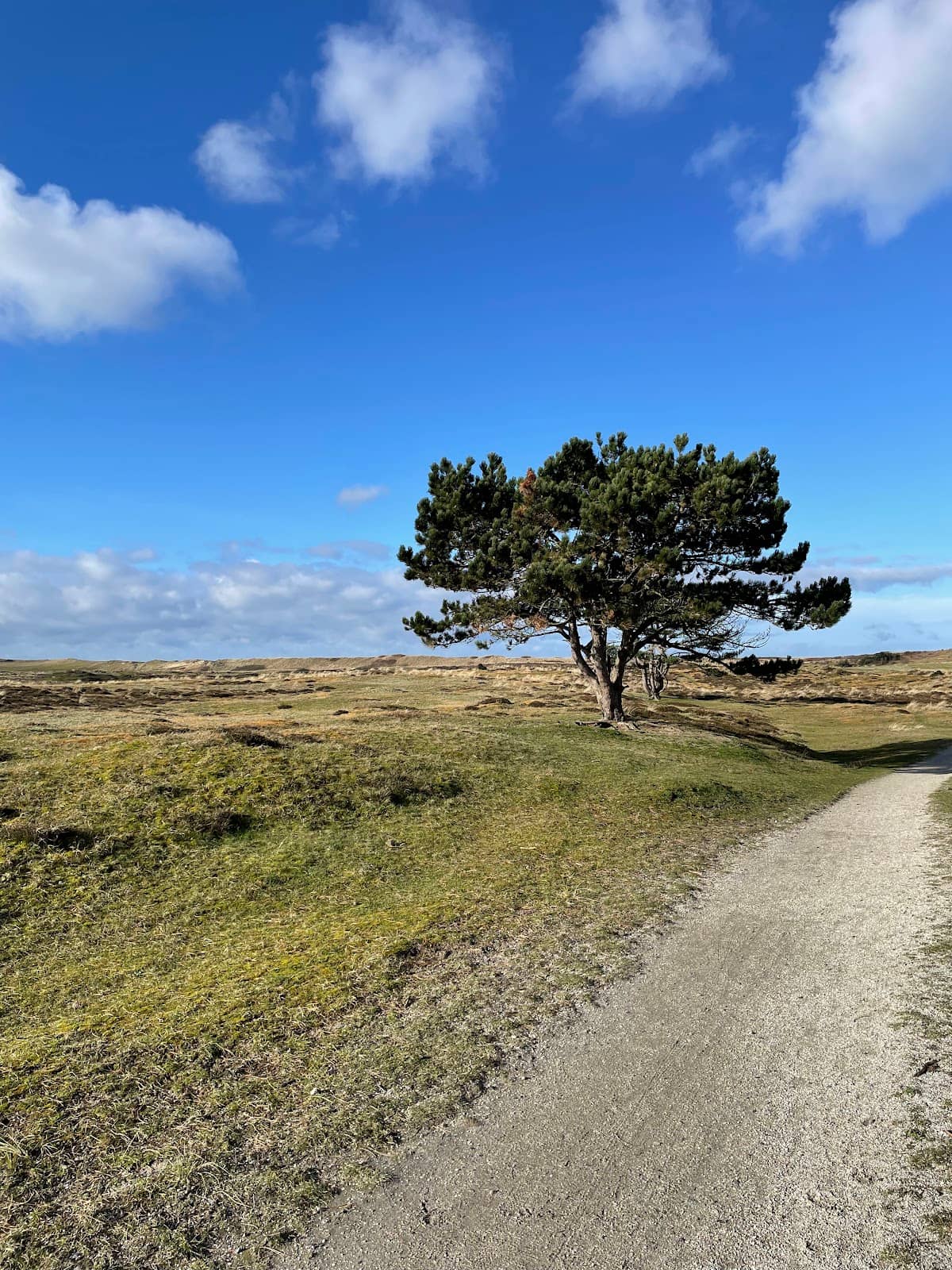 Coastal Dune Trails