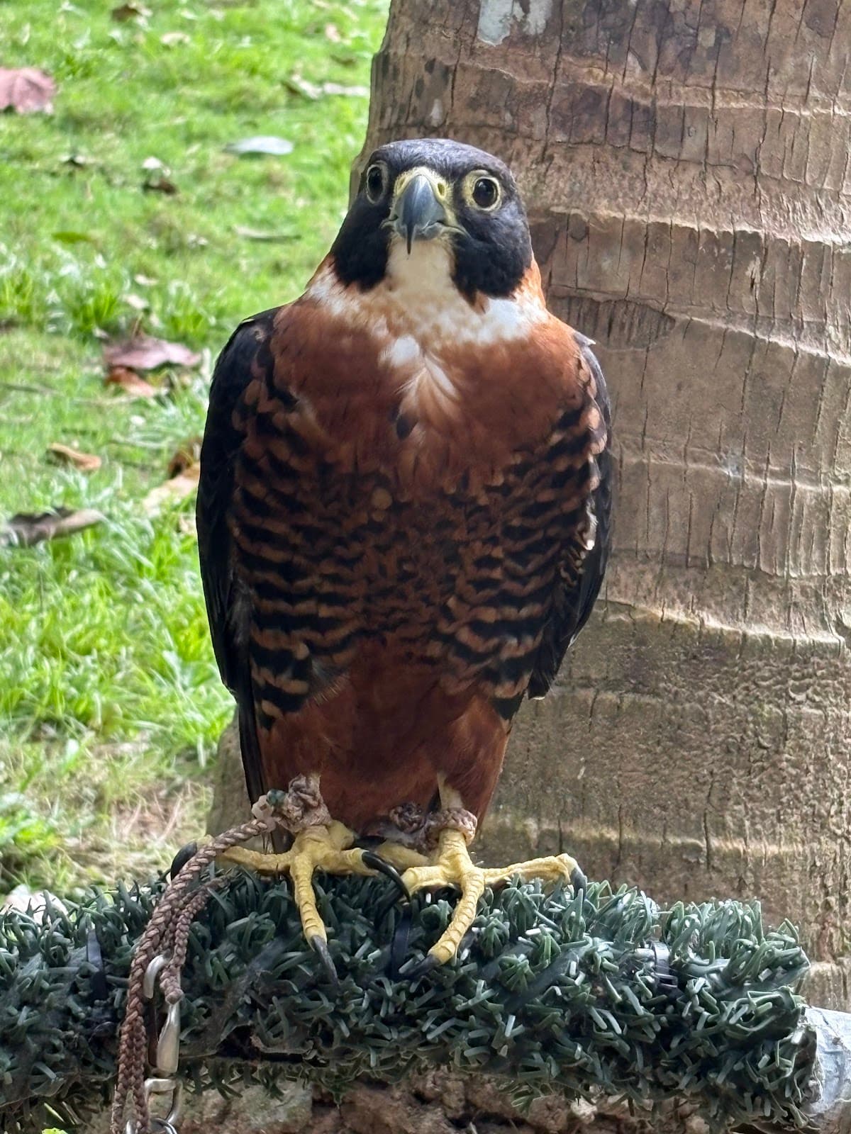 Belize Raptor Center - Image 1