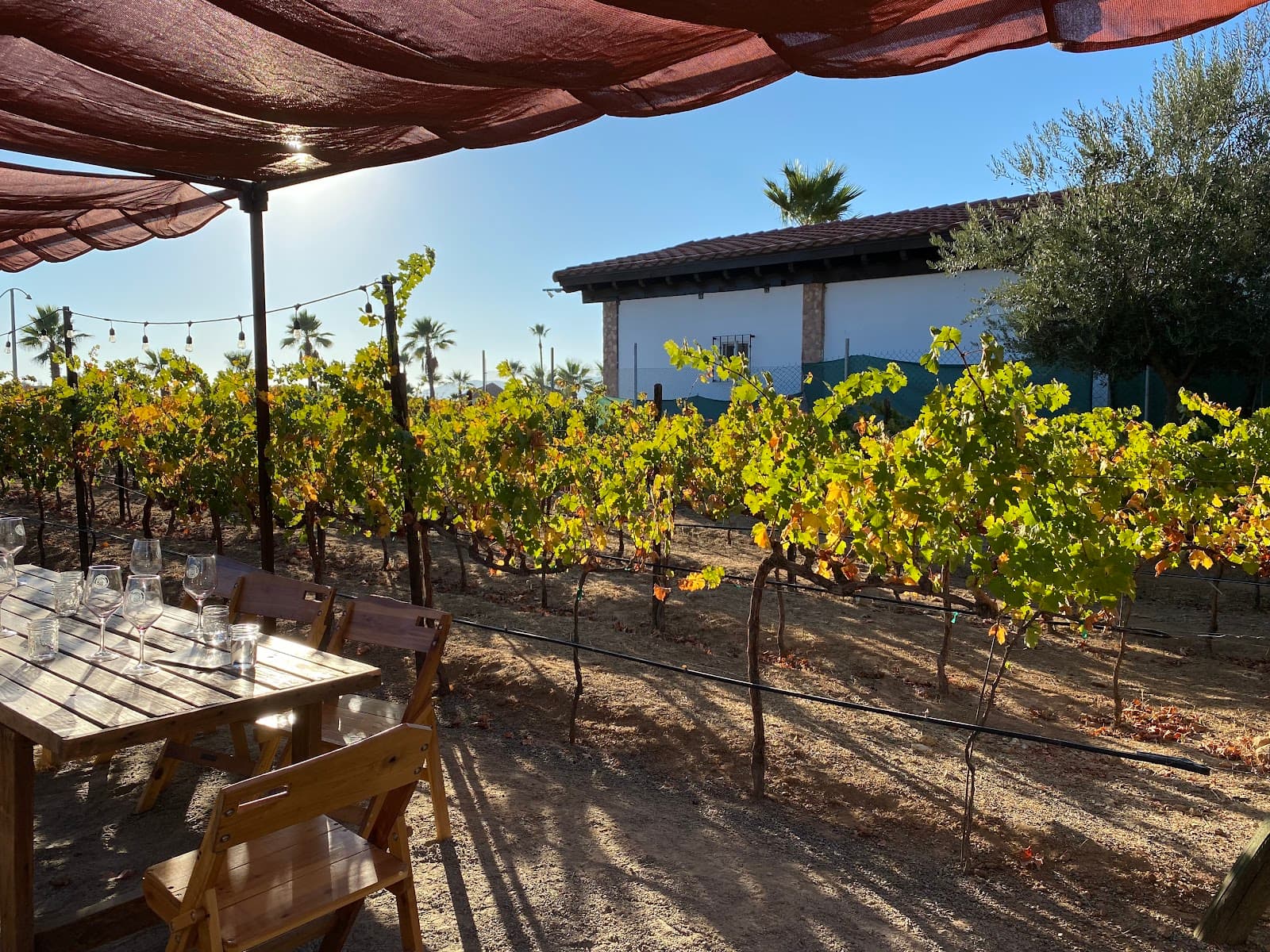 Lechuza Vineyard - Image 1