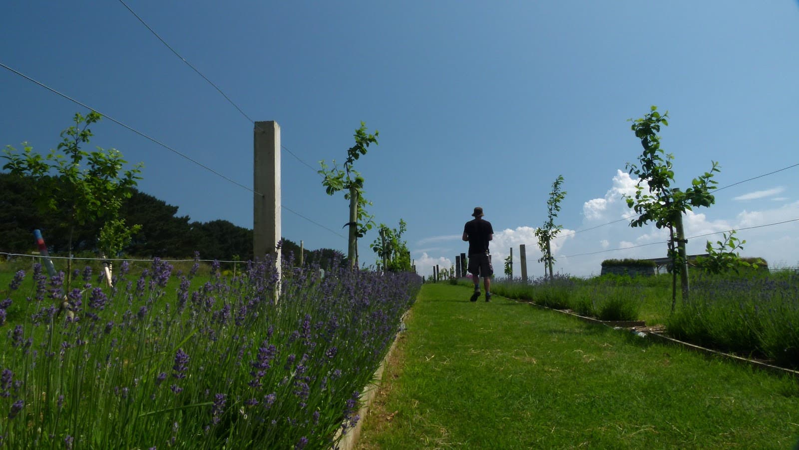 Newquay Orchard - Image 1