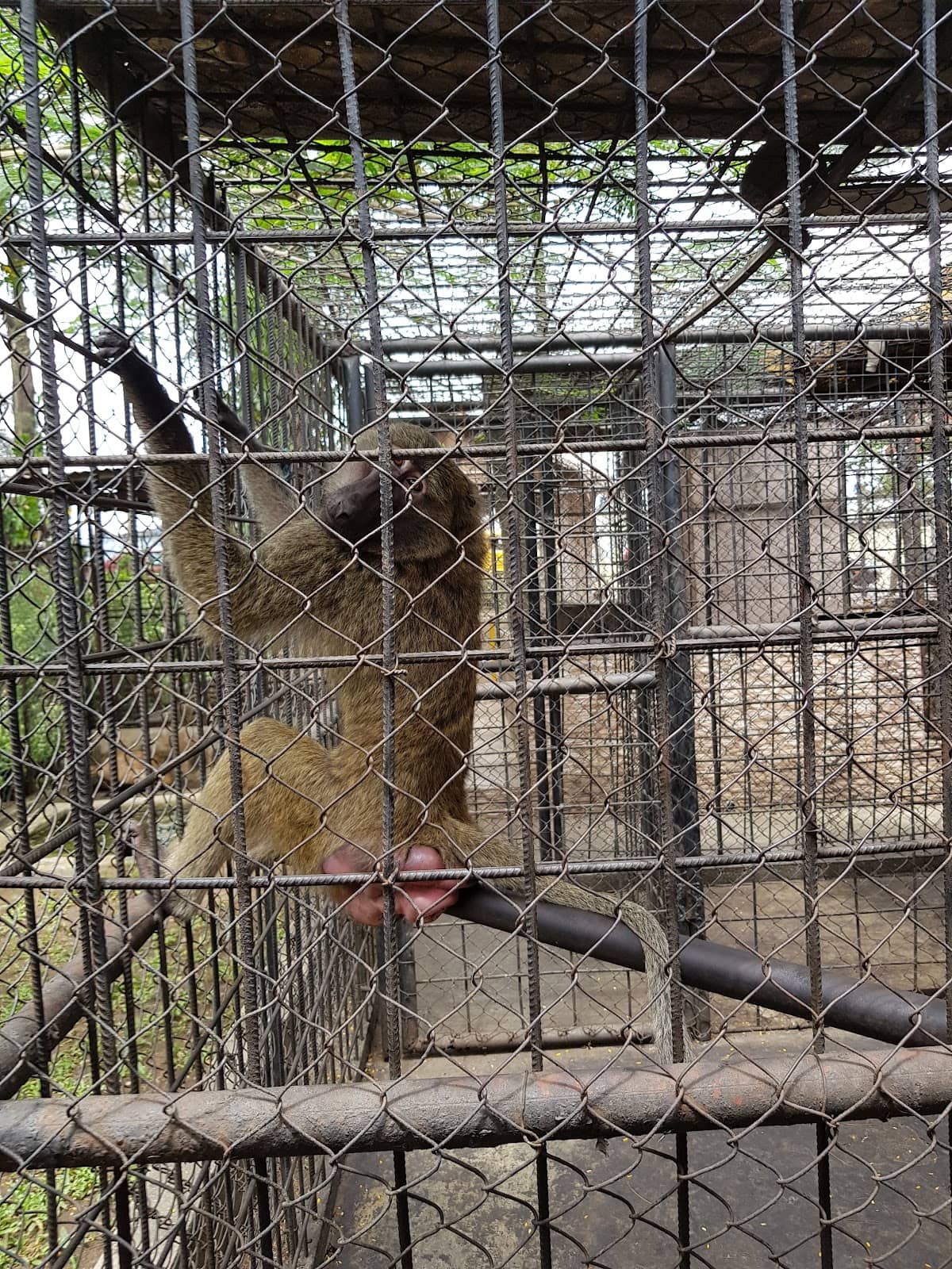 Relaxing Garden Ambiance