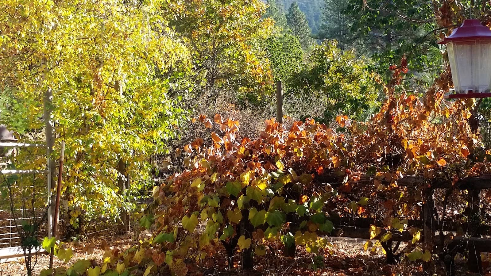 Community Events & Gatherings