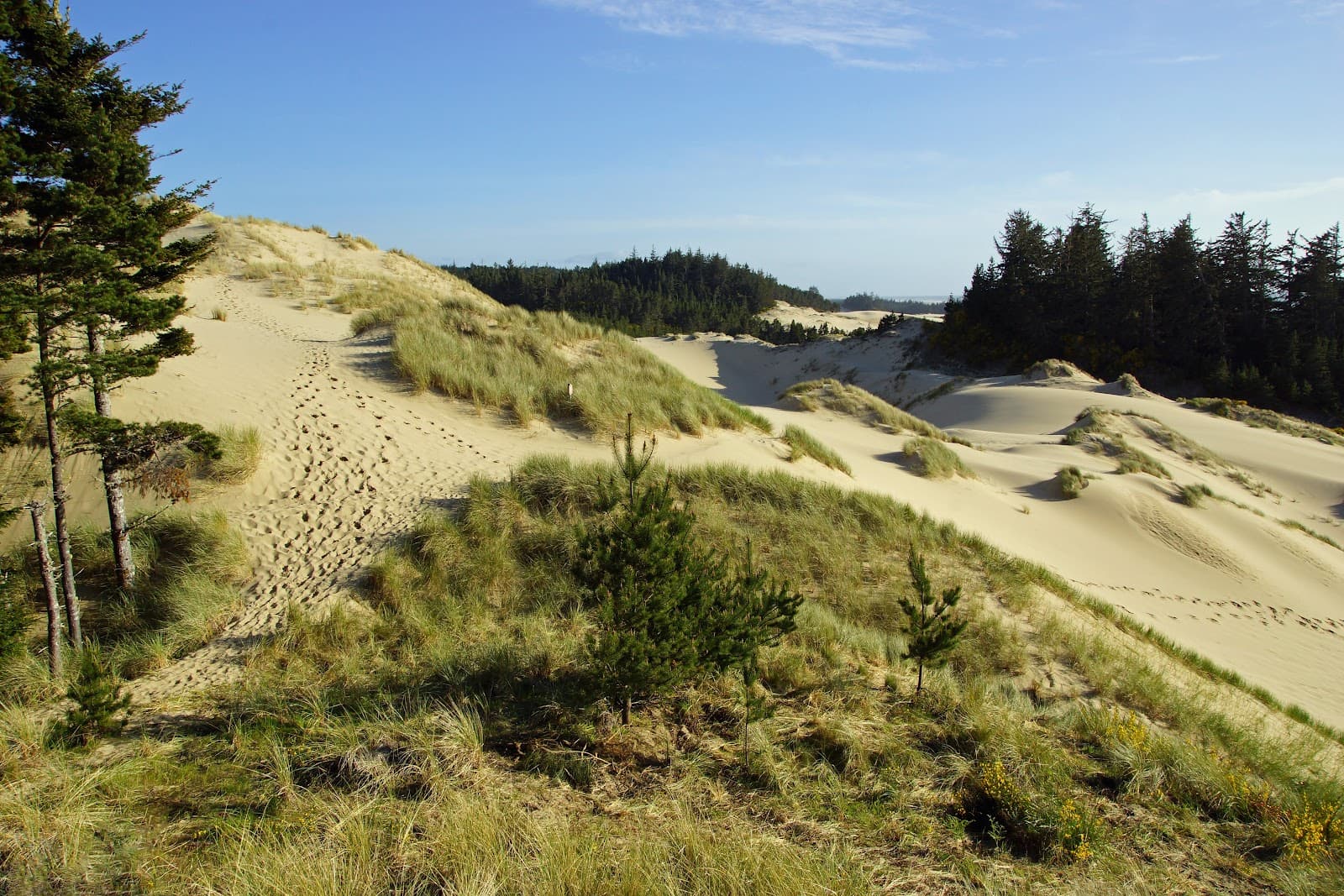 Oregon Dunes National Recreation Area (Winchester Bay) - Image 1