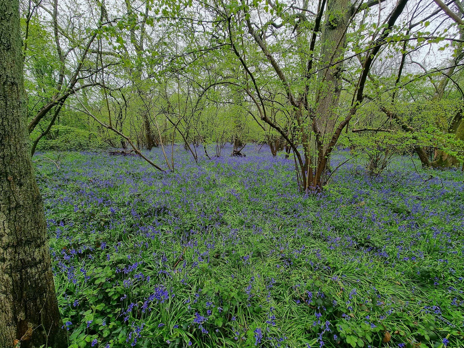 Great Bramingham Wood - Image 1
