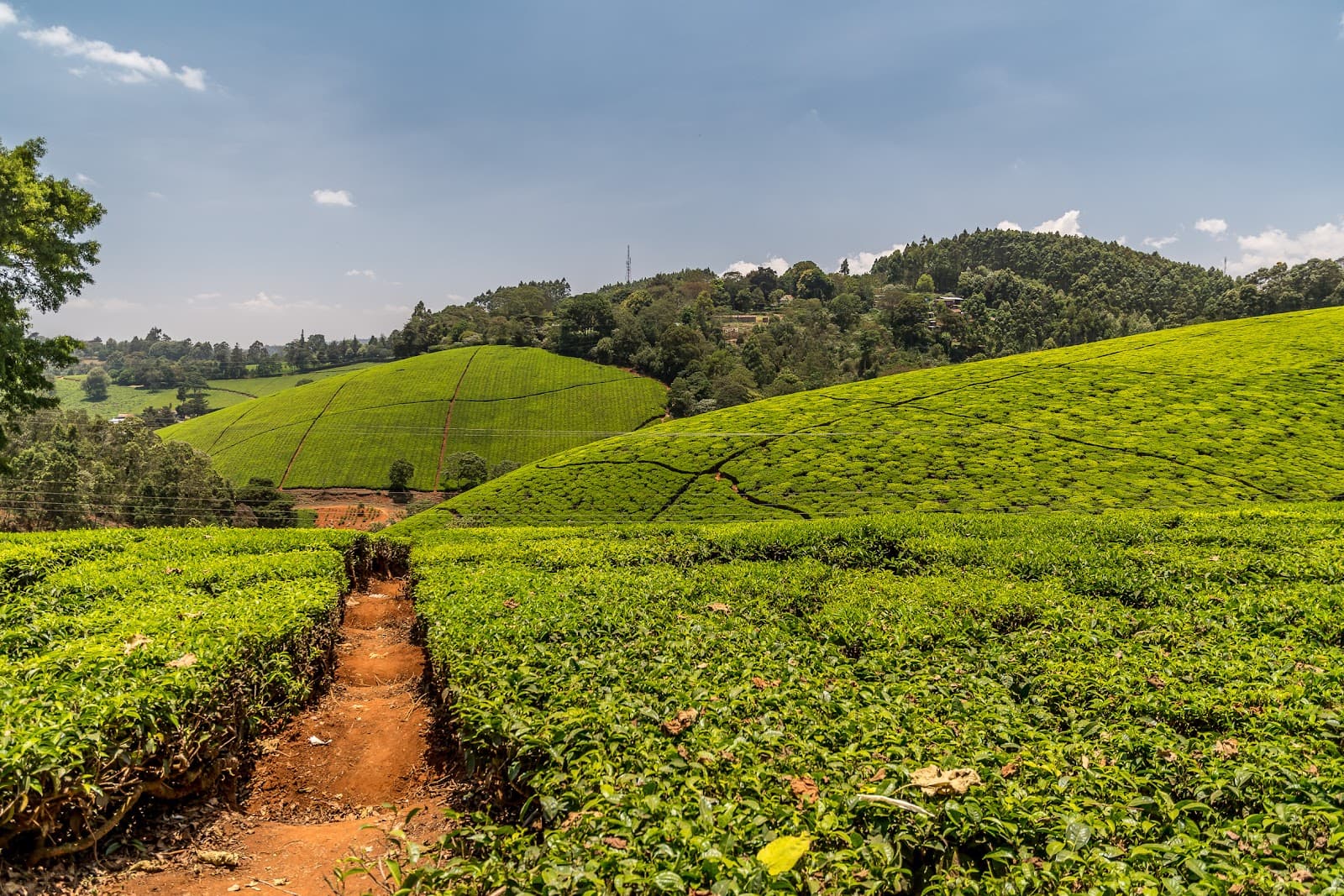 Kiambethu Tea Farm Limuru - Image 1