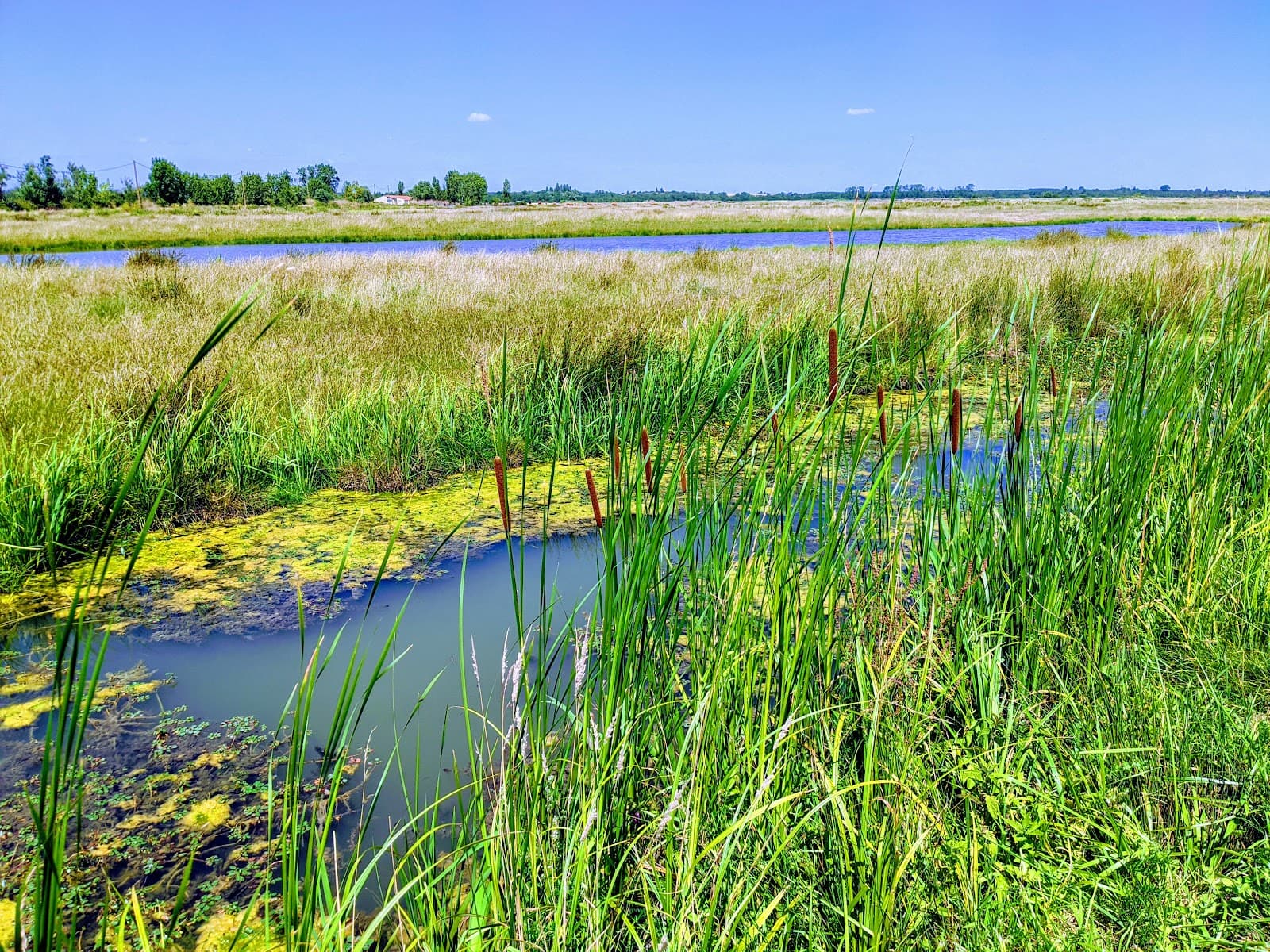 Réserve naturelle du Marais d'Yves - Image 1