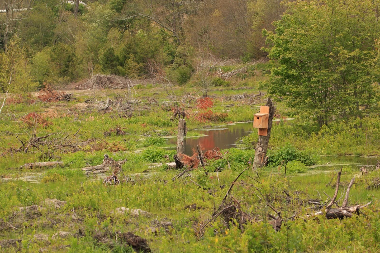 Tidmarsh Wildlife Sanctuary - Image 1