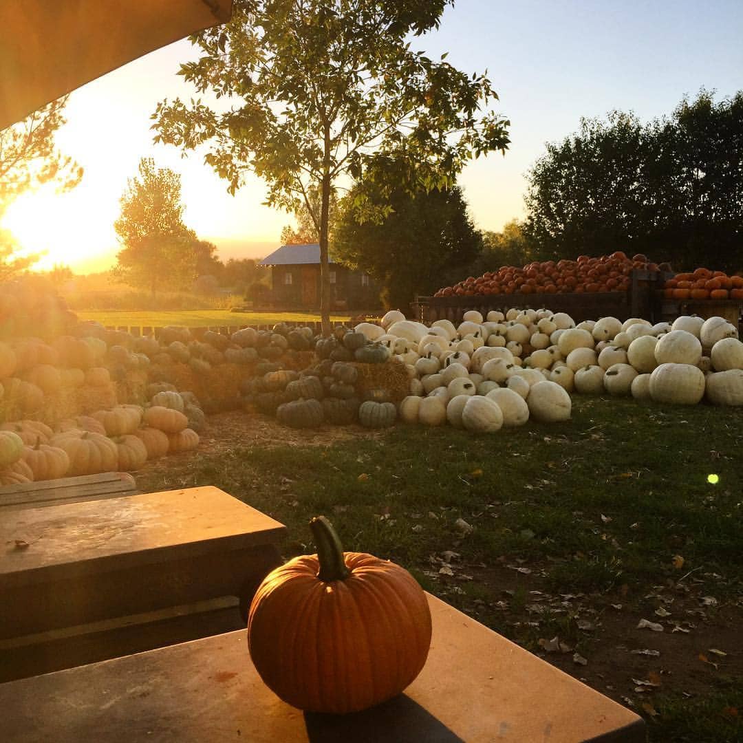 Relaxed Farm Atmosphere