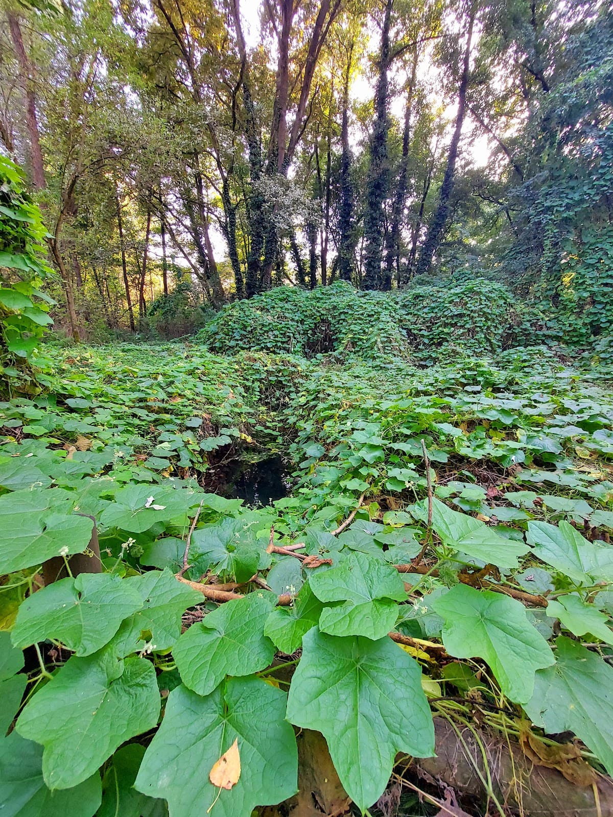 Oasi di Monticchie (Somaglia) - Image 1