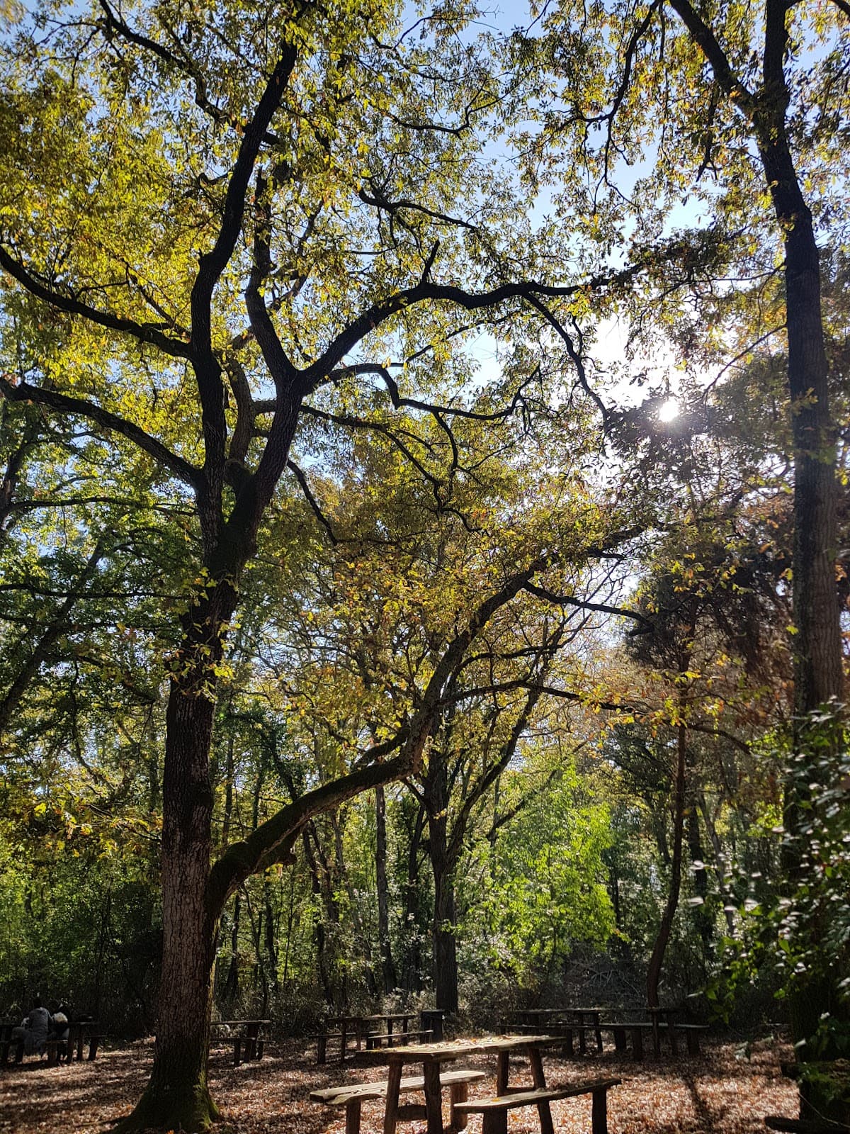 Foresta di Circe (Sabaudia forest) - Image 1