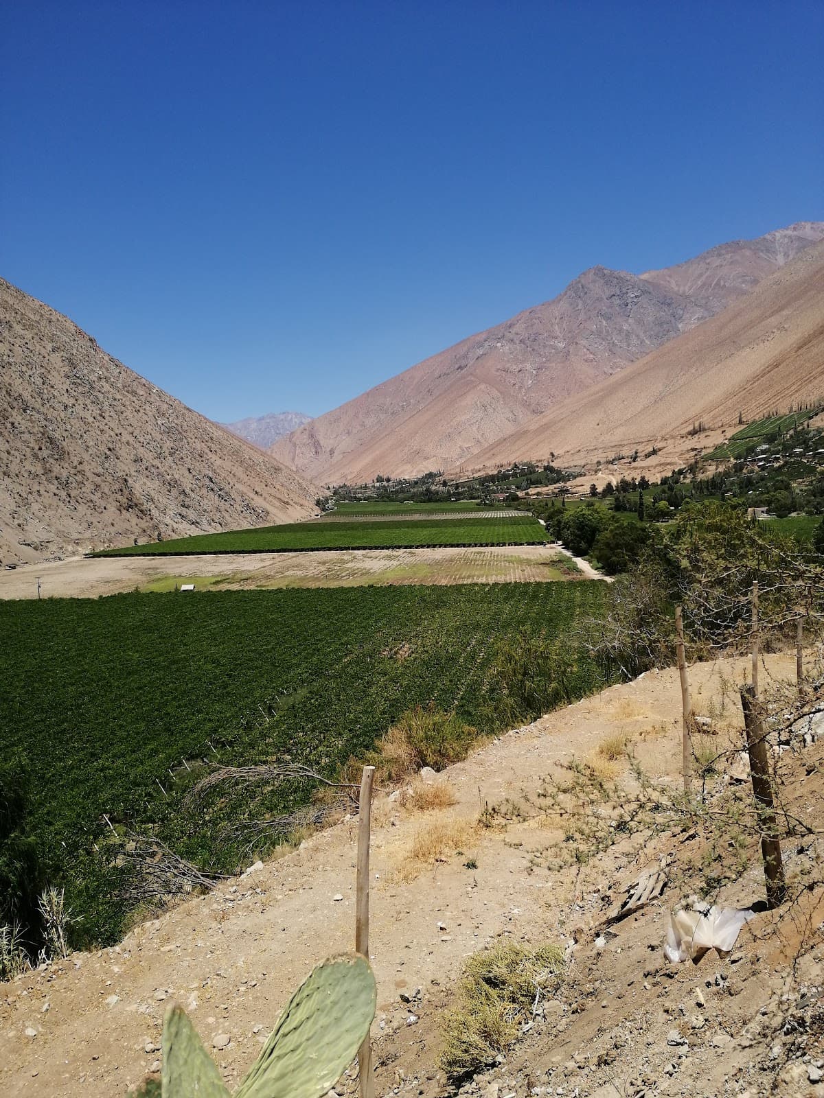 Pisco Elqui - Image 1