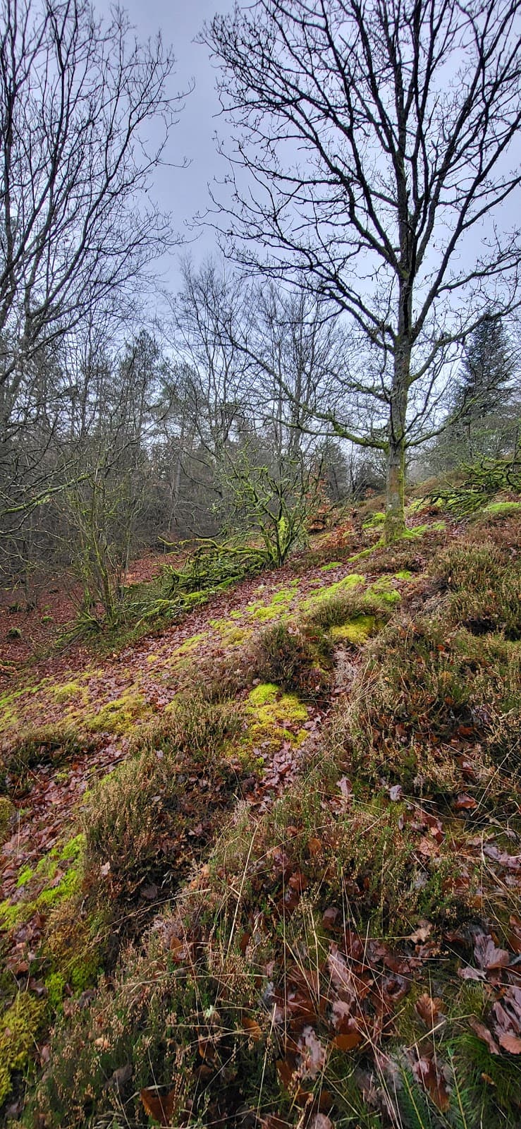 Tolne Bakker & Forest - Image 1