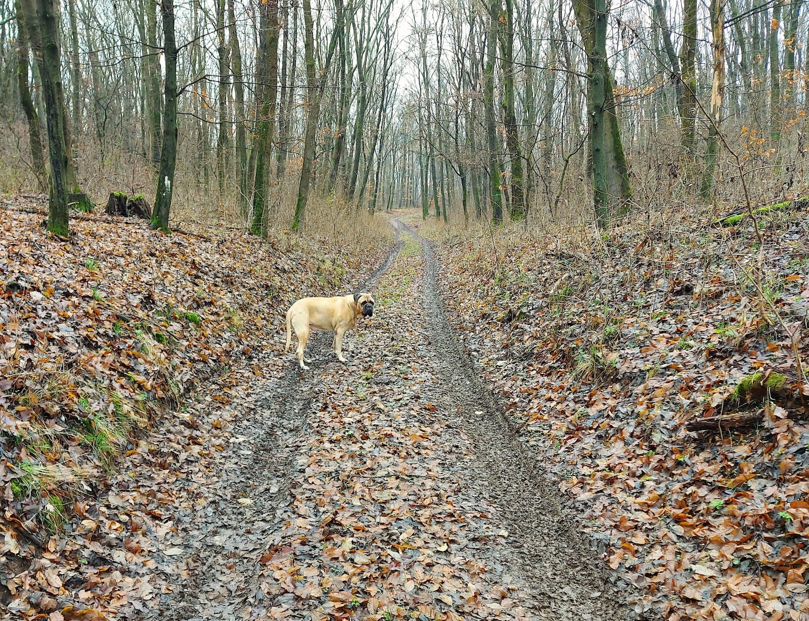 Gödöllő Hills Landscape Protection Area - Image 1