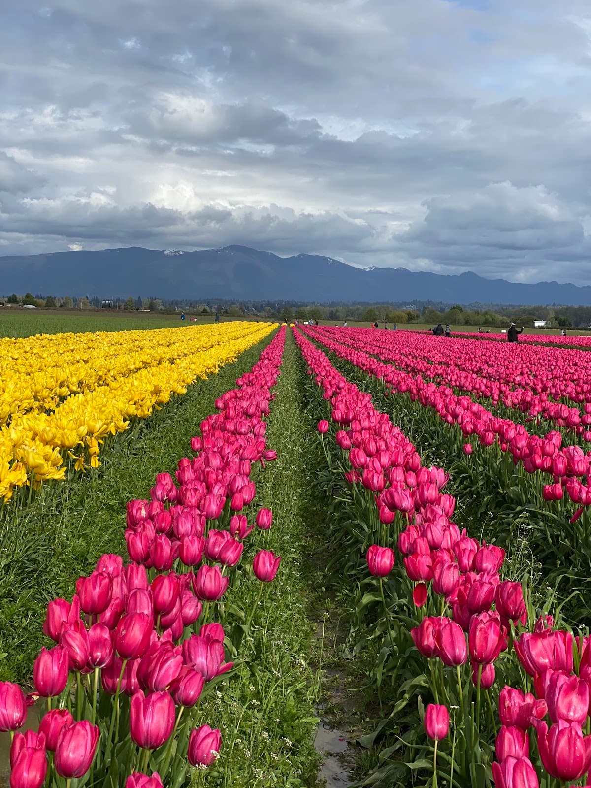 Skagit Valley Tulip Fields - Image 1