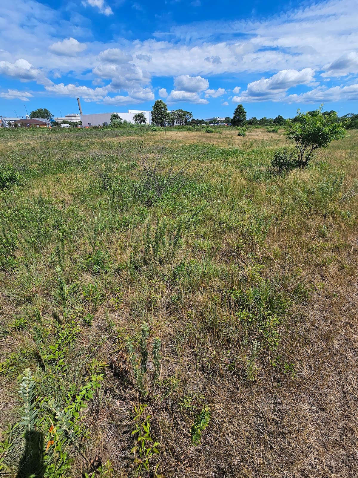 Hempstead Plains Preserve - Image 1
