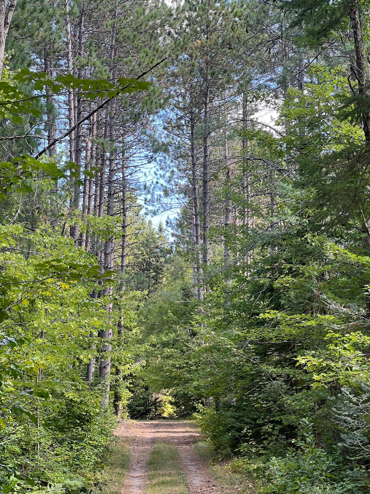 Dahl Forest - Image 1