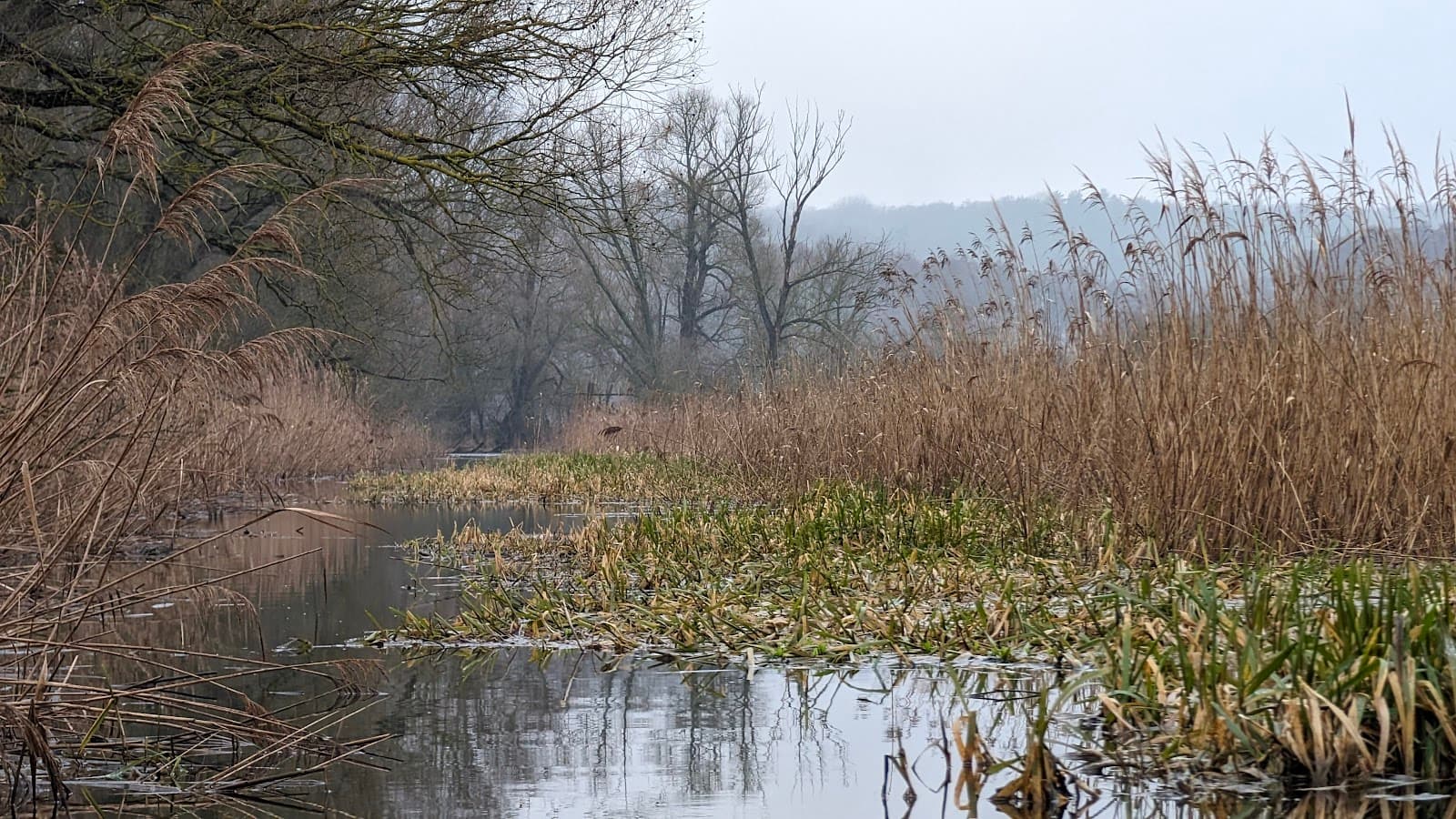 Międzyodrze Wetlands - Image 1