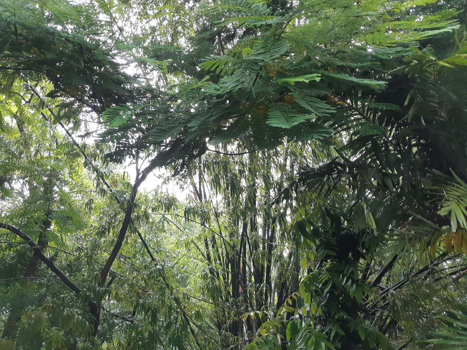 Arroceros Forest Park Manila - Image 1