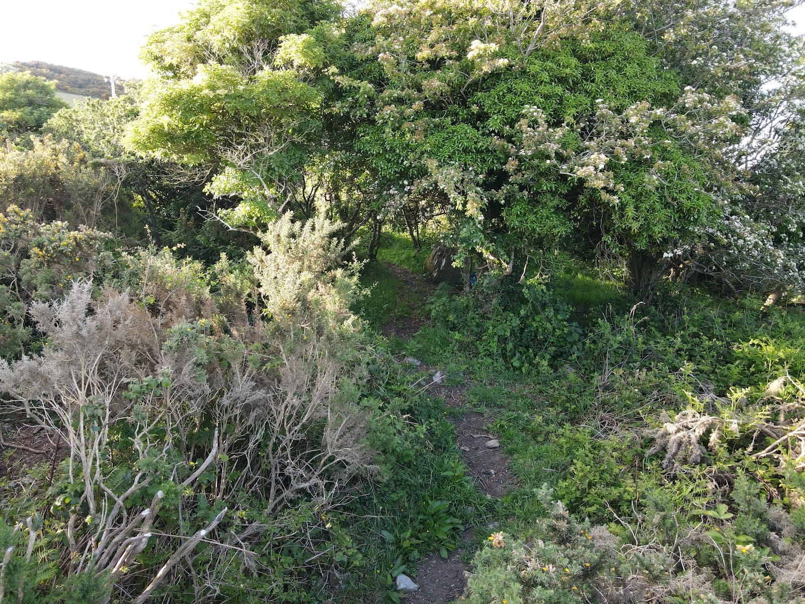 Ballyalton Court Tomb - Image 1