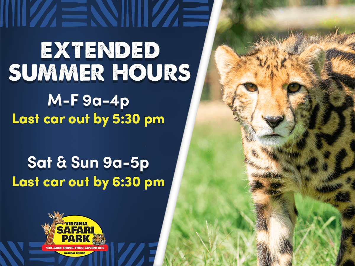 Giraffe Feeding Platform