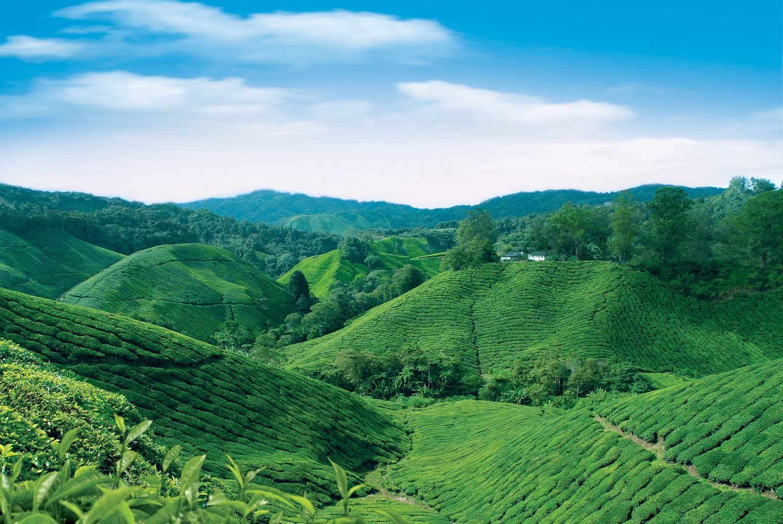 BOH Tea Centre, Sungei Palas - Image 1