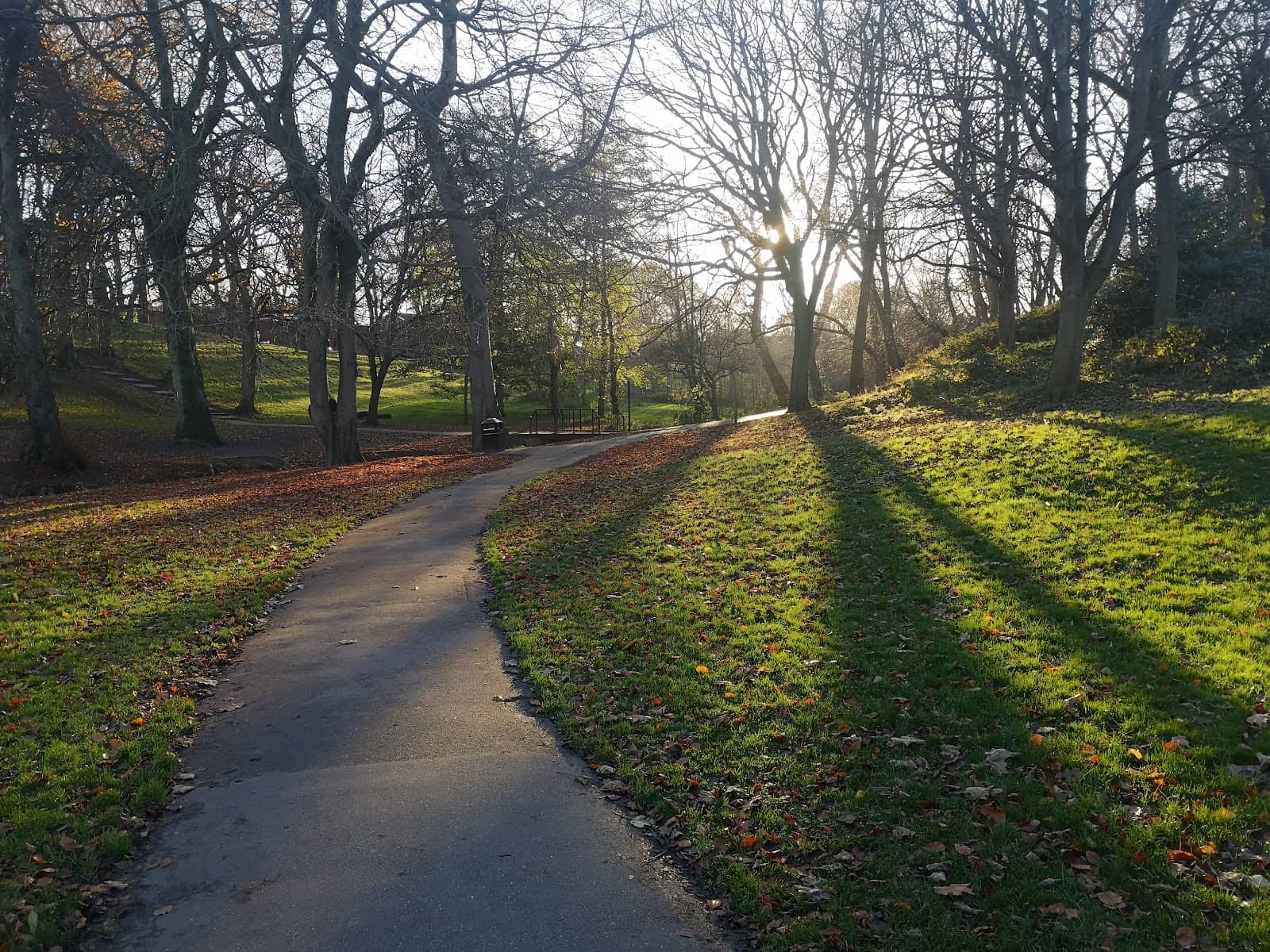Vibrant Spring Blooms