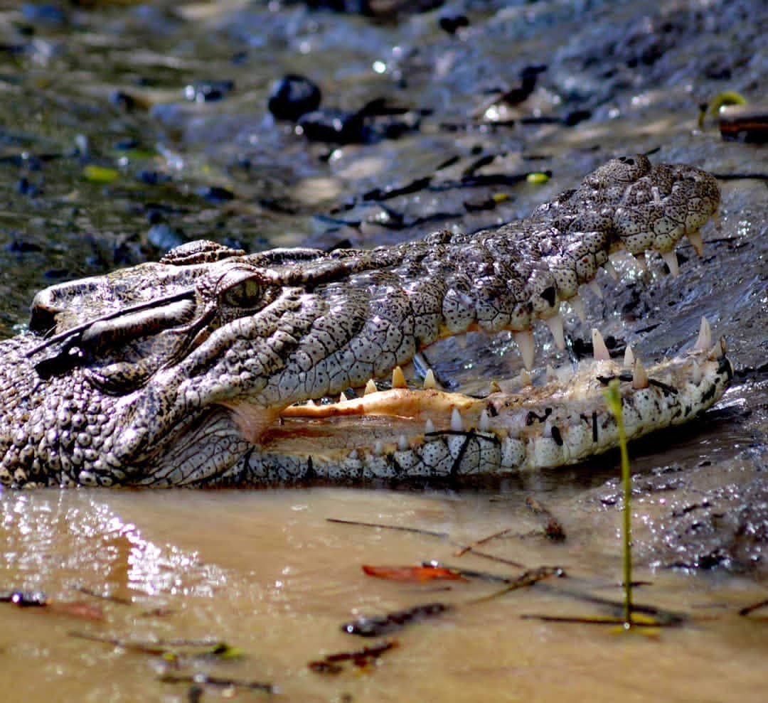 Proserpine River Estuary - Image 1