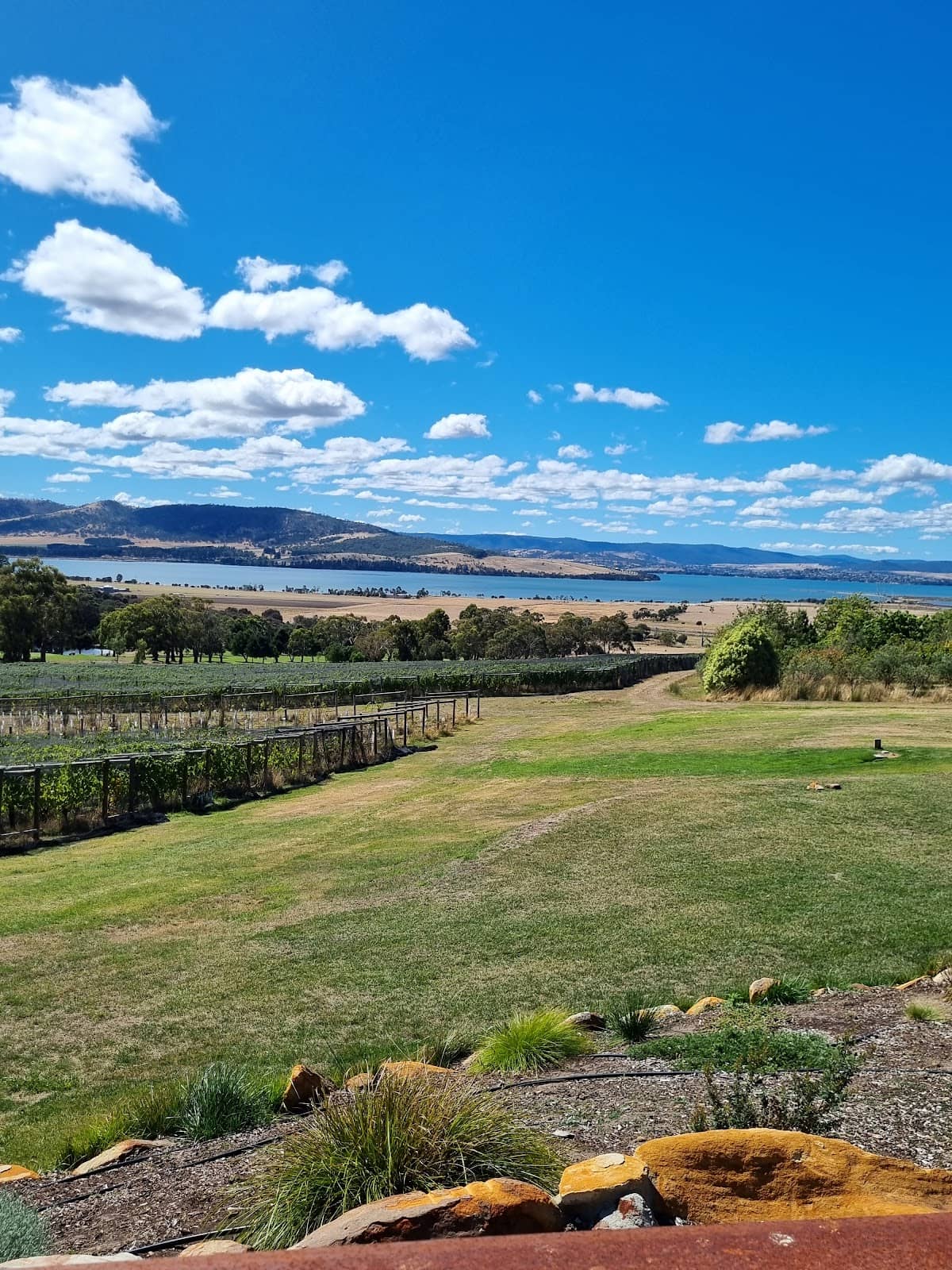 Scenic Vineyard Views