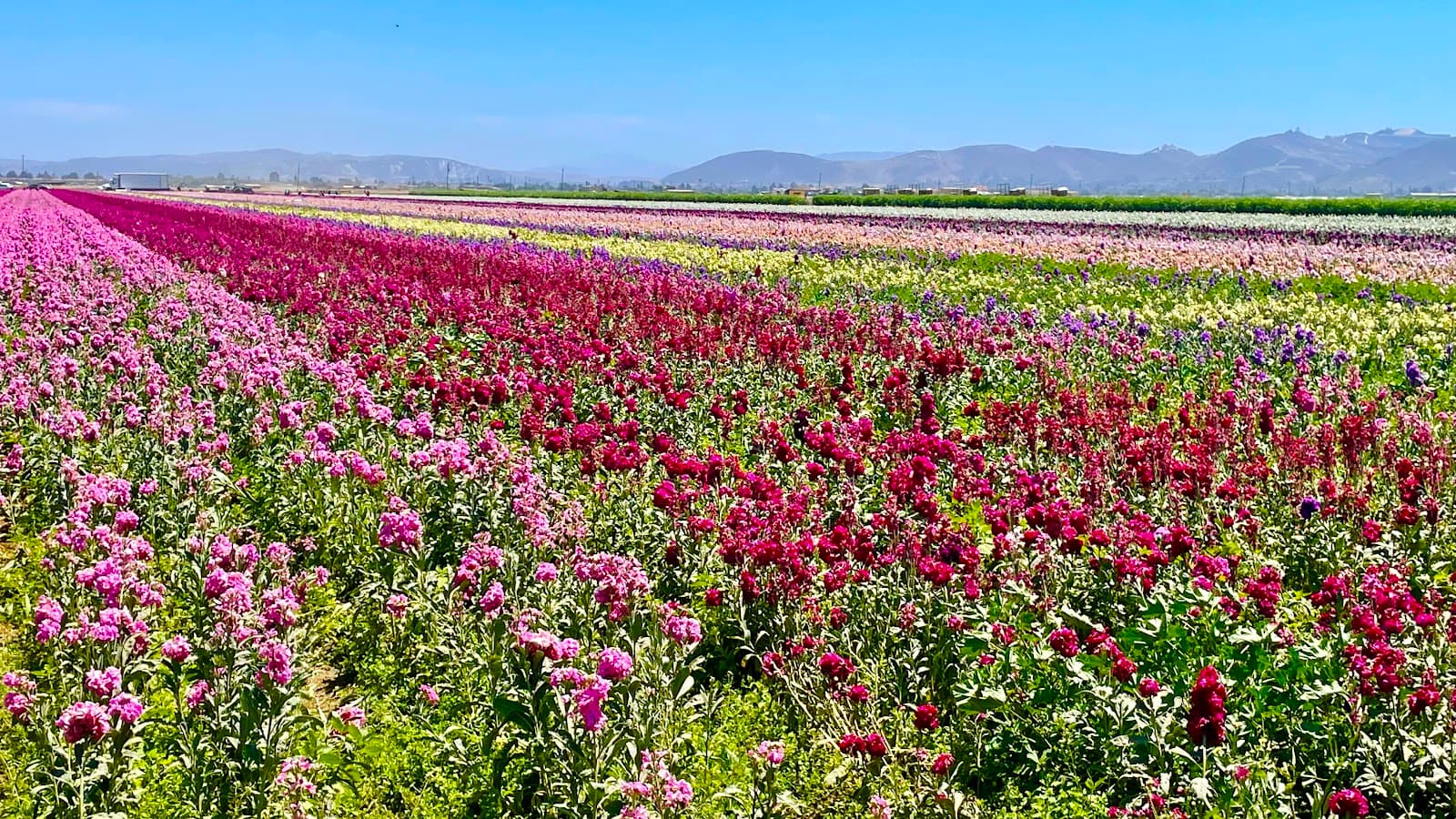 Lompoc Flower Fields (seasonal) - Image 1