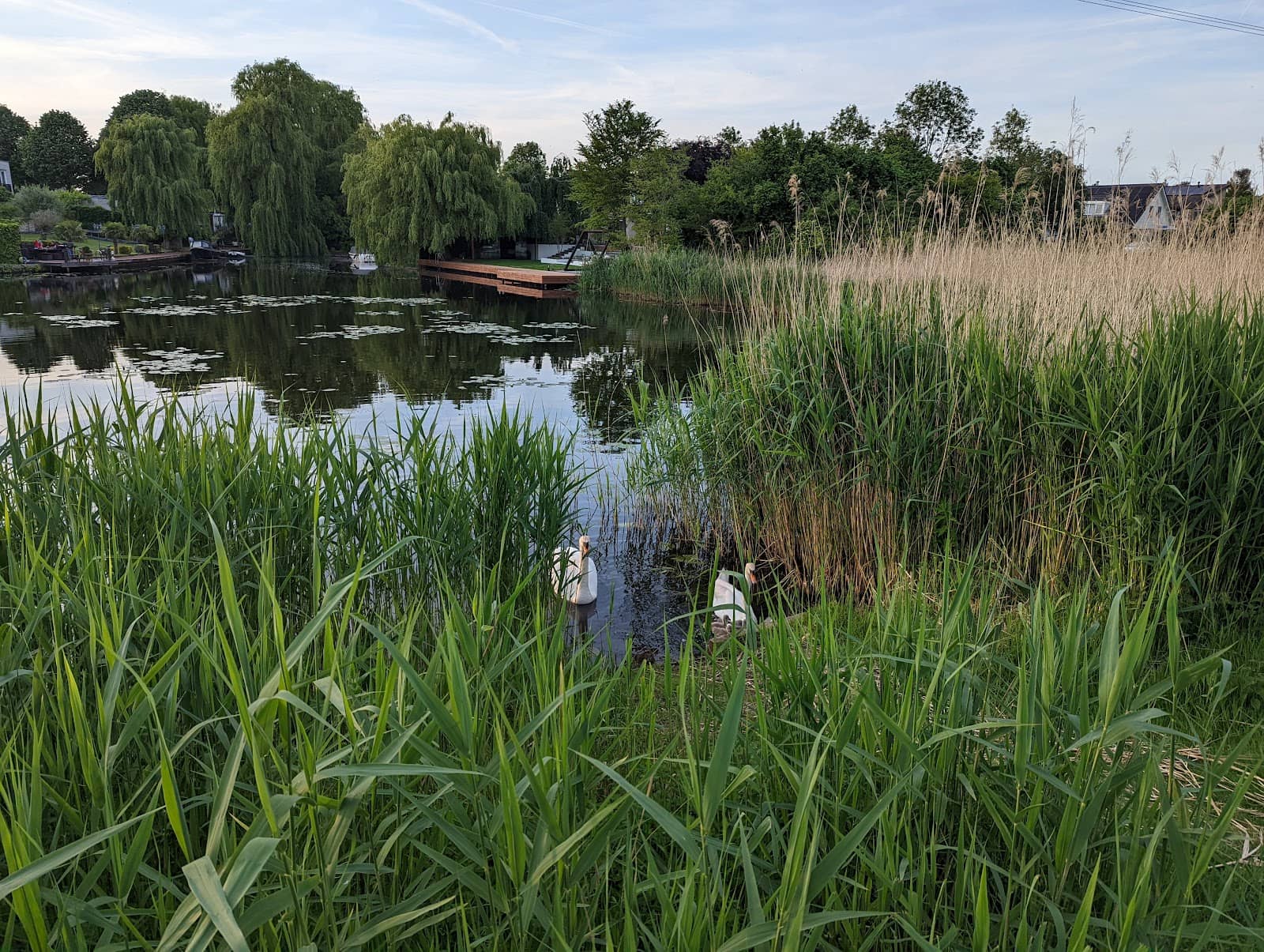 Walt Disneyplantsoen