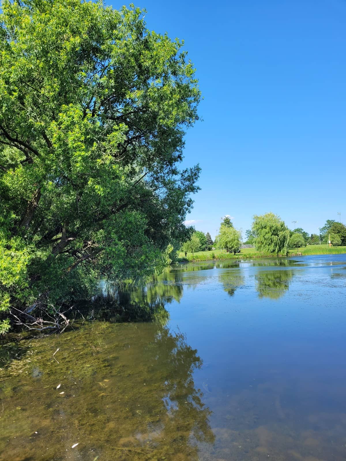 Hydrangeas and Lily Gardens