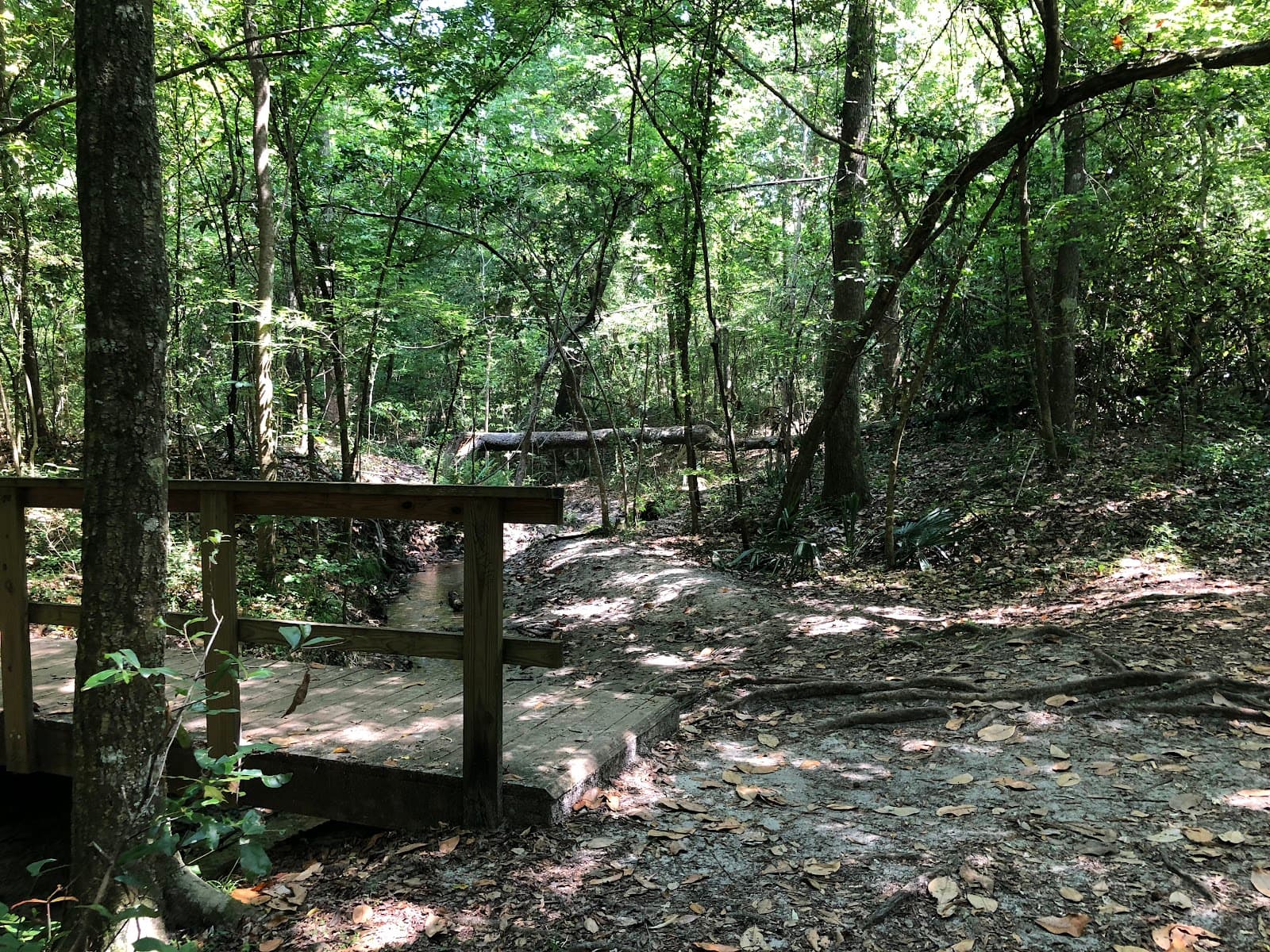 San Felasco Hammock Preserve State Park - Image 1