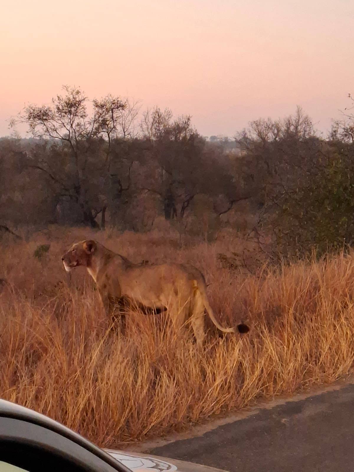 Sunrise & Sunset Game Drives