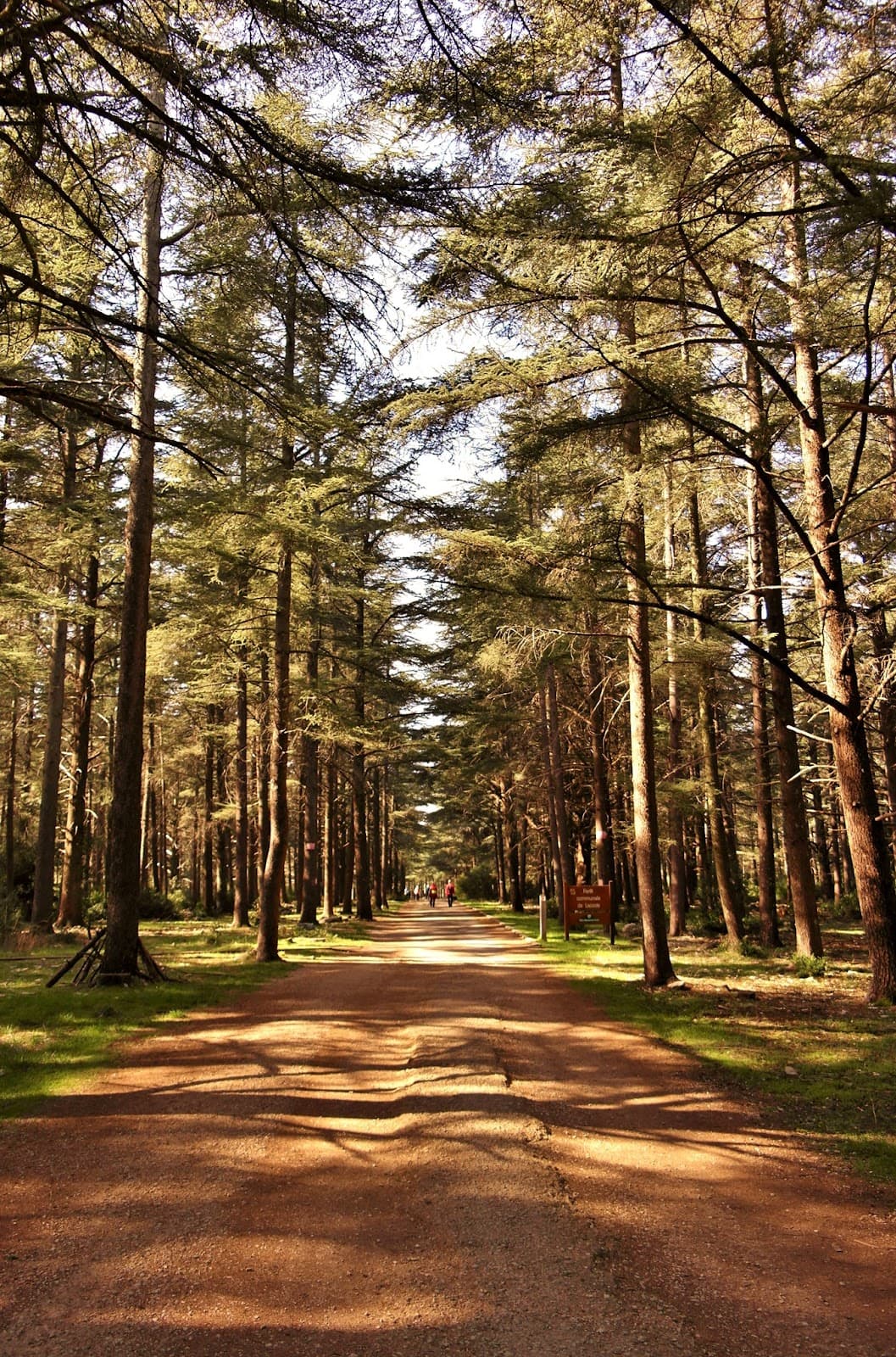 Cedar Forest of Bonnieux - Image 1