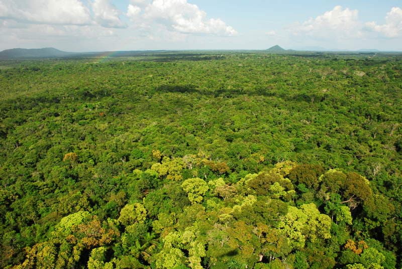 Viruá National Park - Image 1