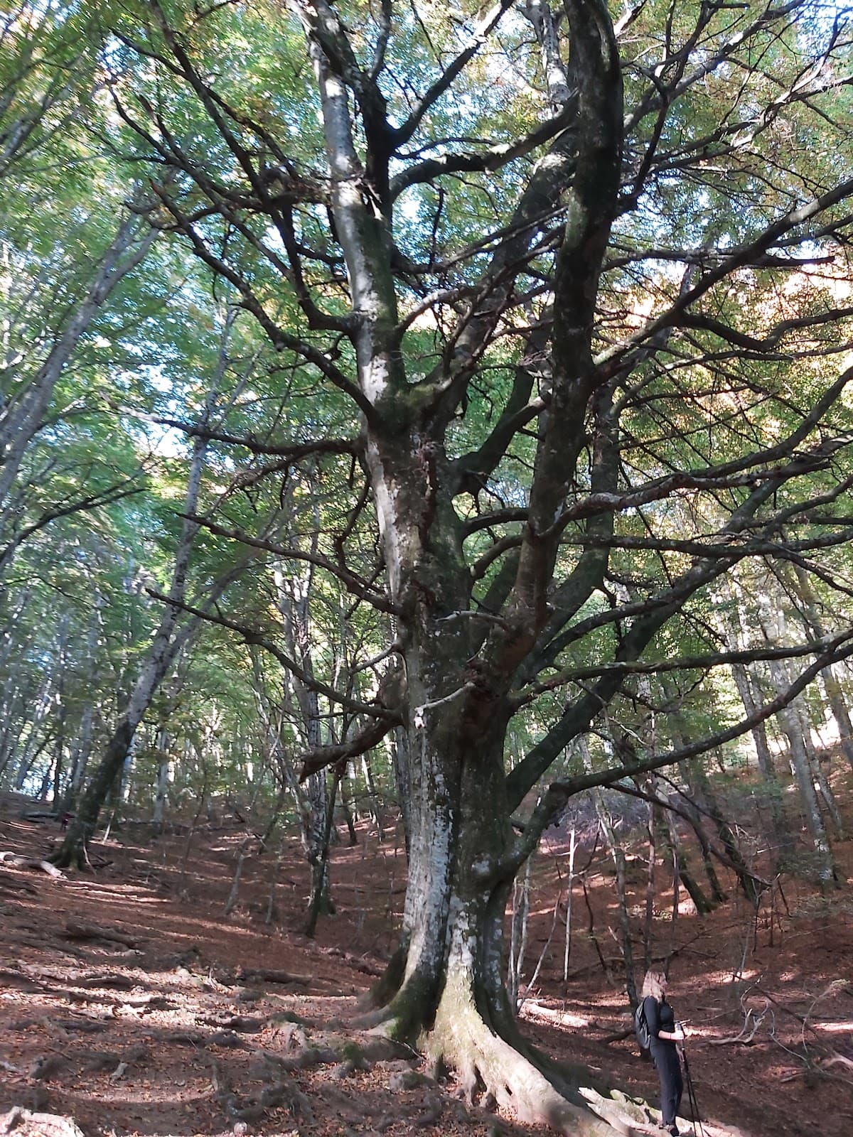 Monte Venere - Image 1