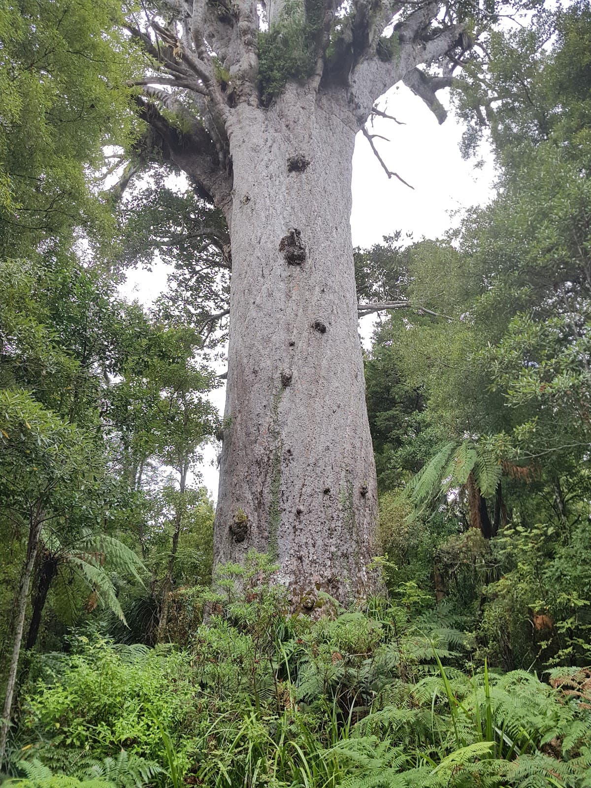Tāne Mahuta - Image 1