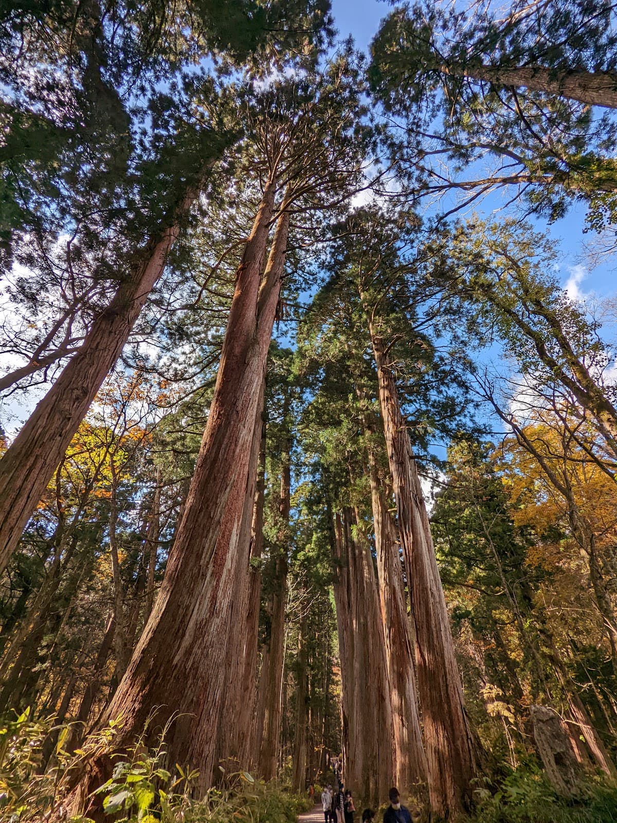 Togakushi Trails Nagano - Image 1