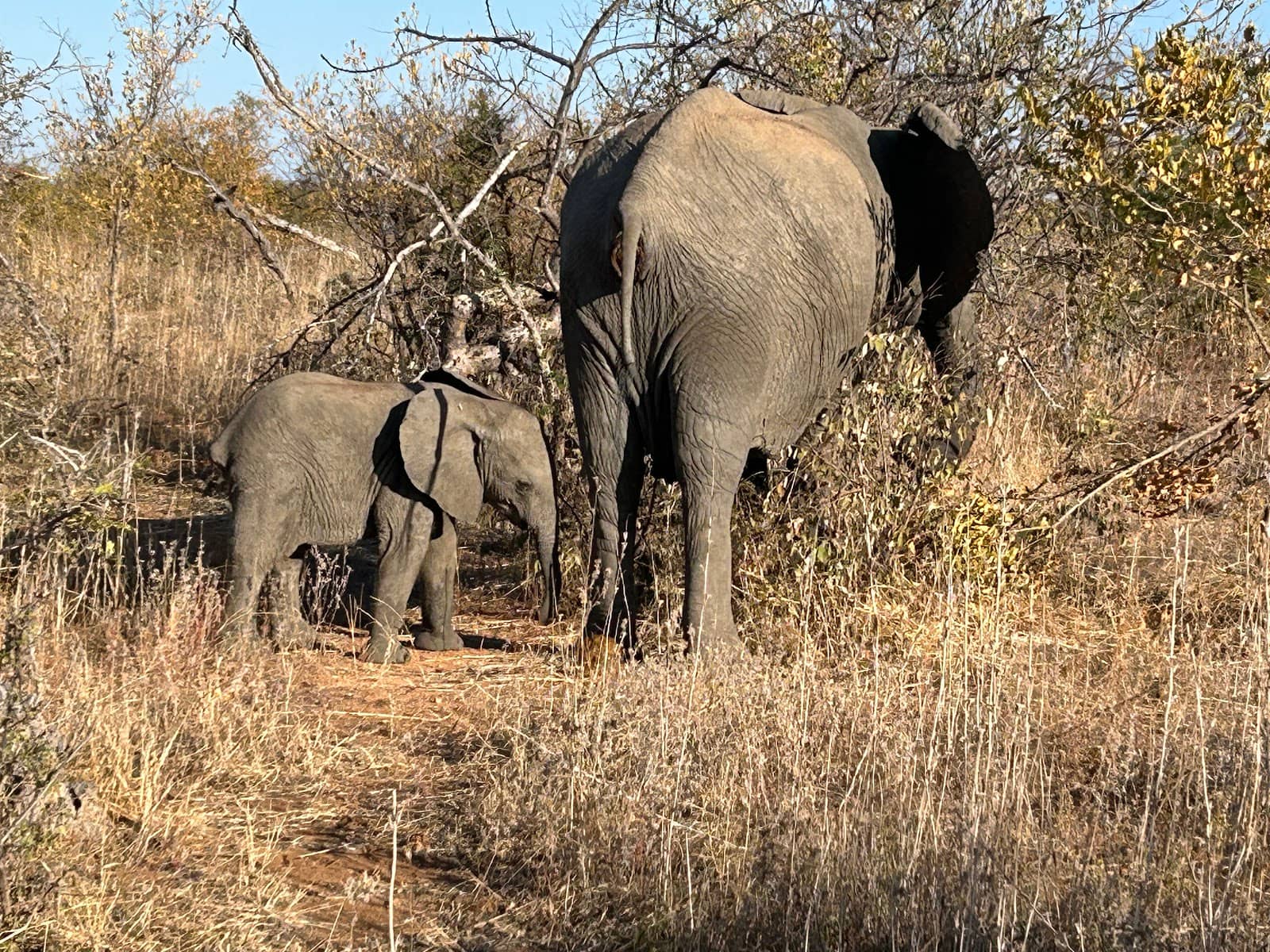 Game Drives (Day & Night)