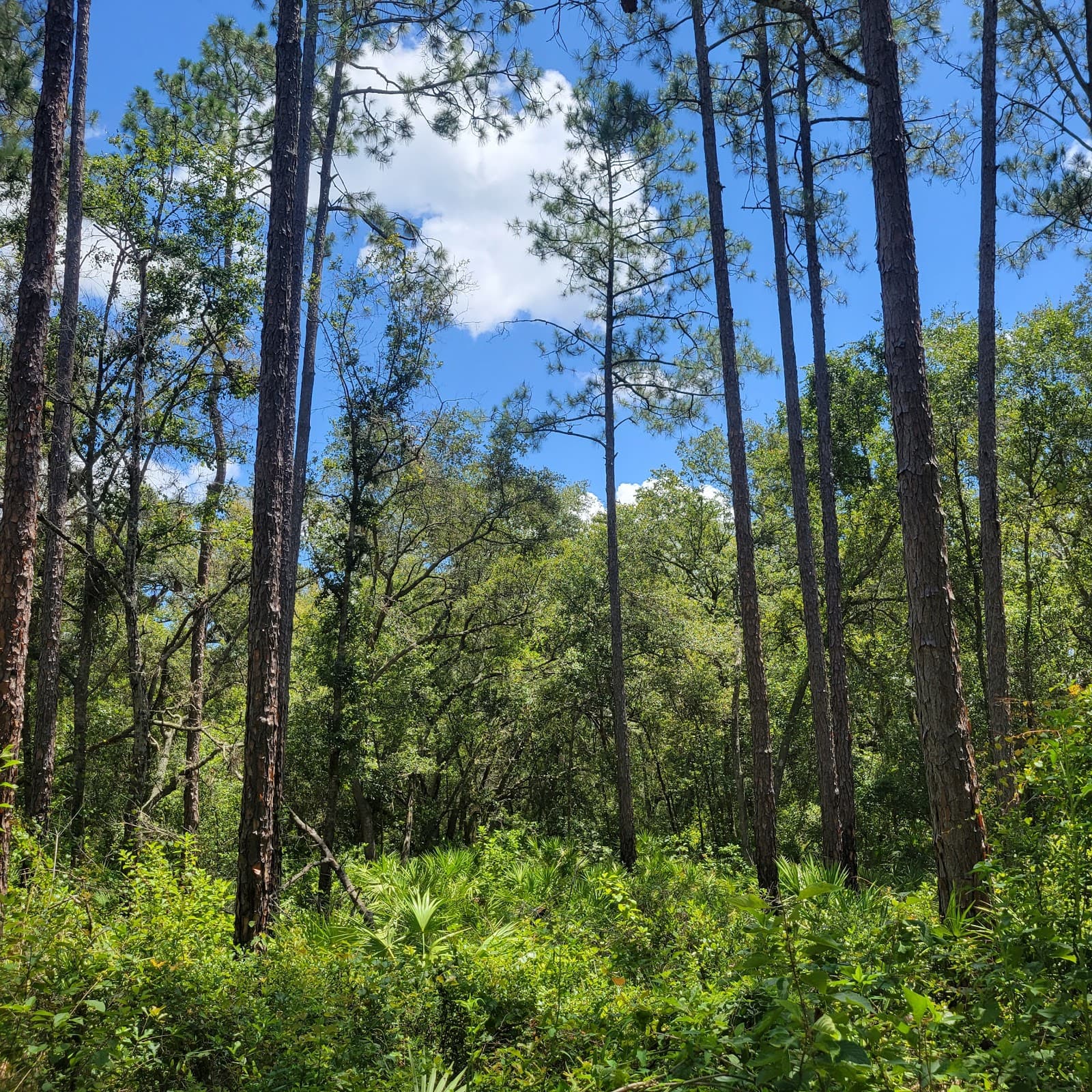 Withlacoochee State Forest – Richloam Tract - Image 1