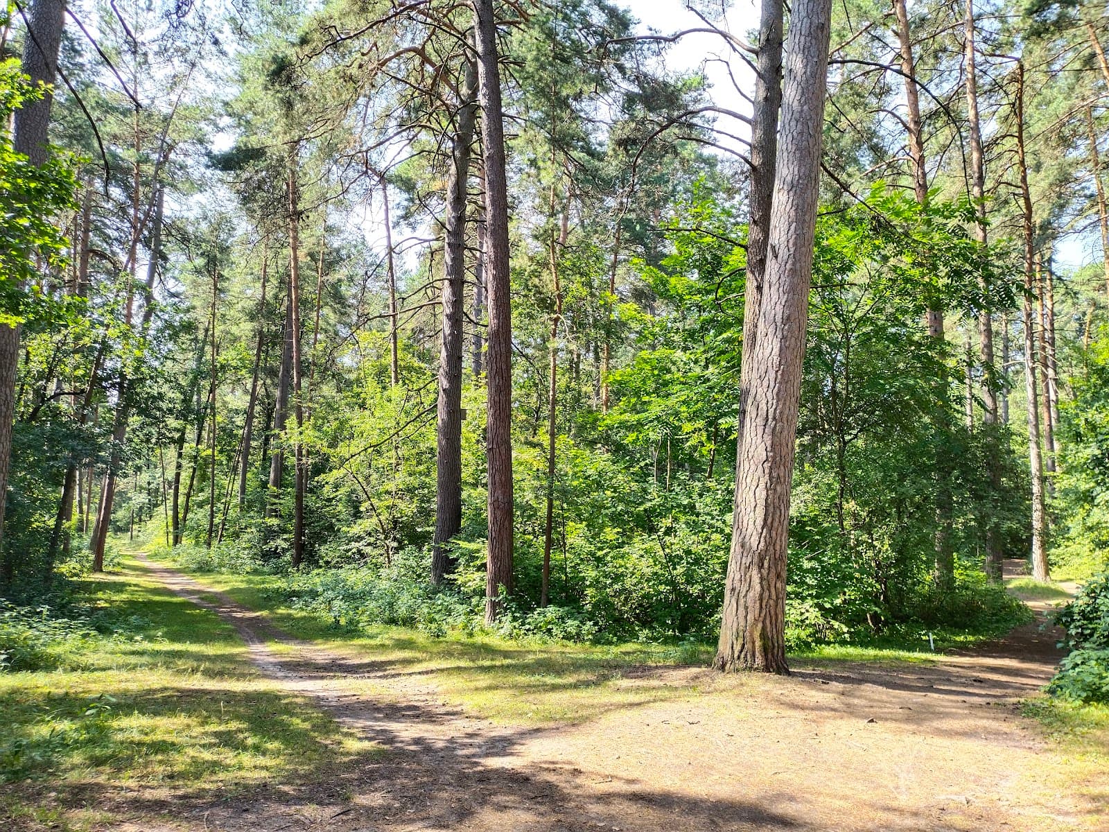 Kaluga Bor (Pine Forest Park) - Image 1