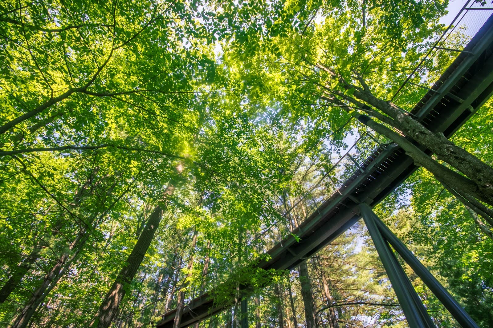 Whiting Forest of Dow Gardens - Image 1