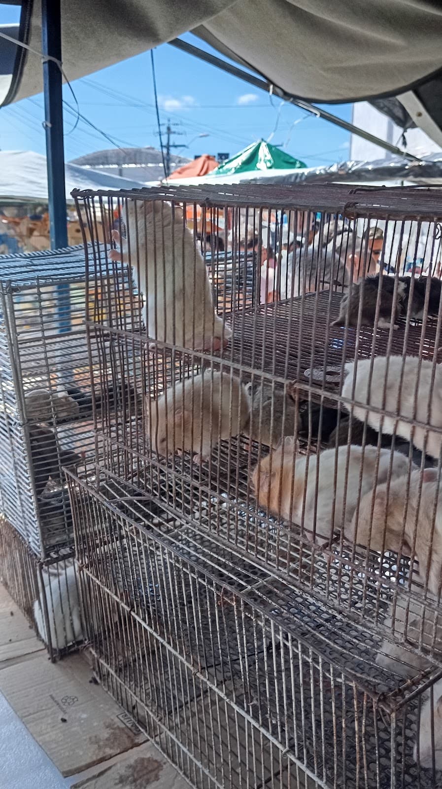 Feira da Parangaba - Image 1